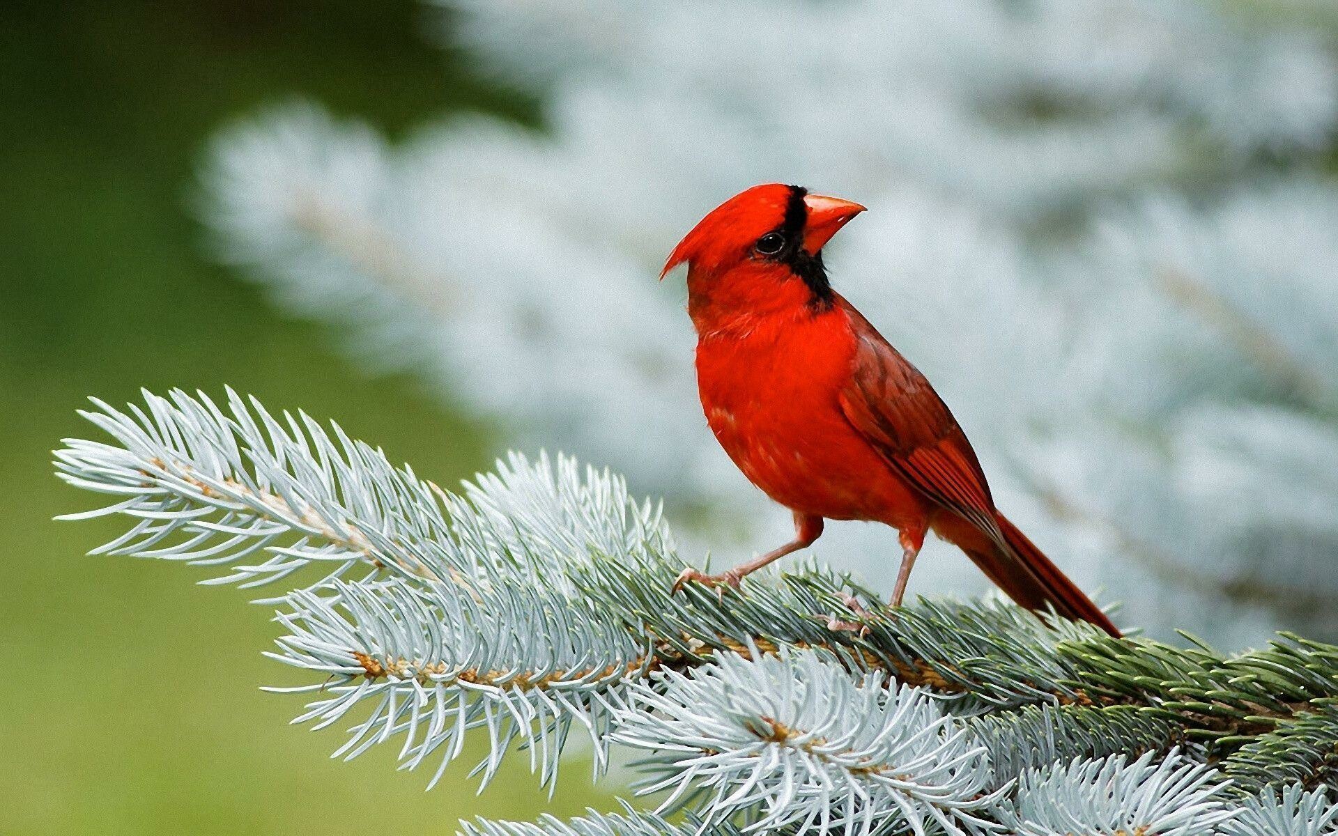 Vibrant red birds, Feathery beauties, Red drenched skies, Nature's palette, 1920x1200 HD Desktop