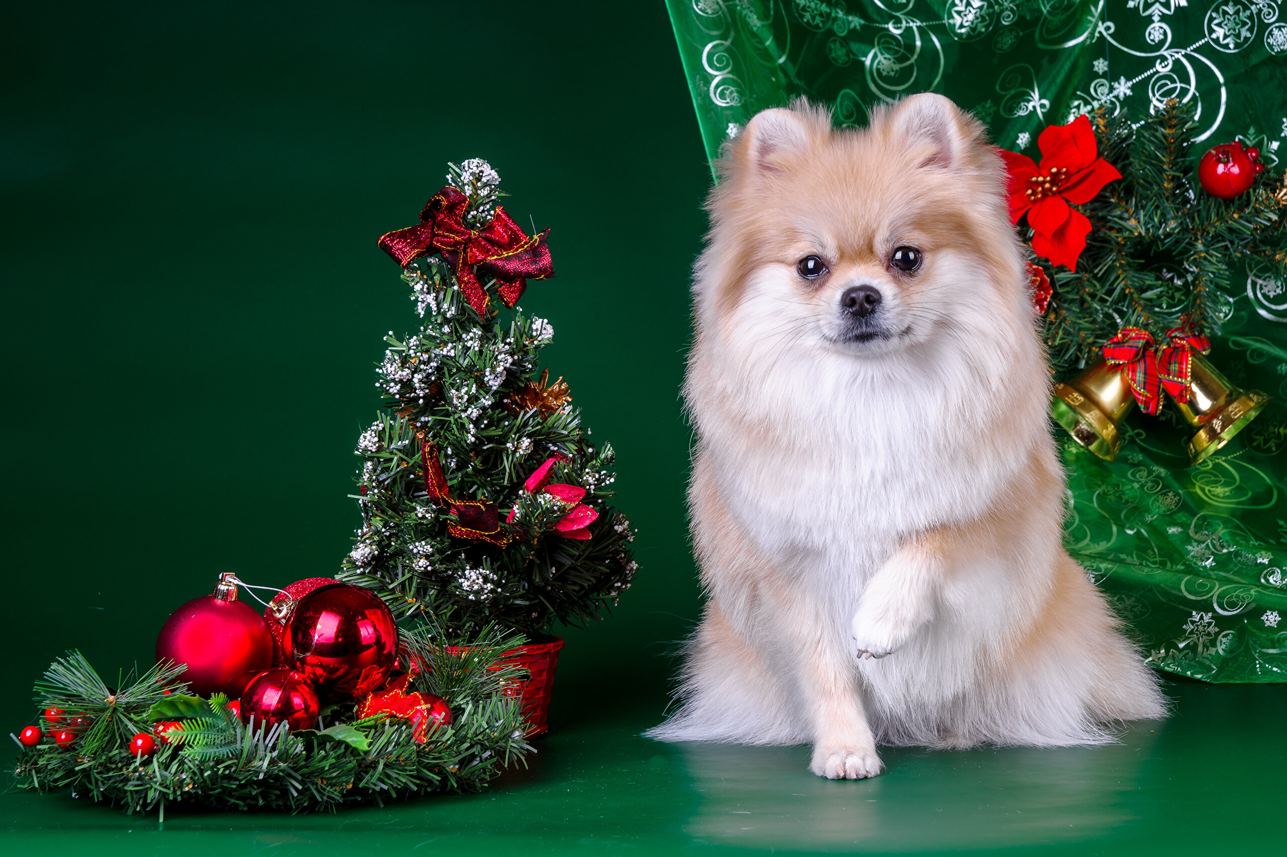 Christmas, Pomeranians Wallpaper, 2560x1710 HD Desktop