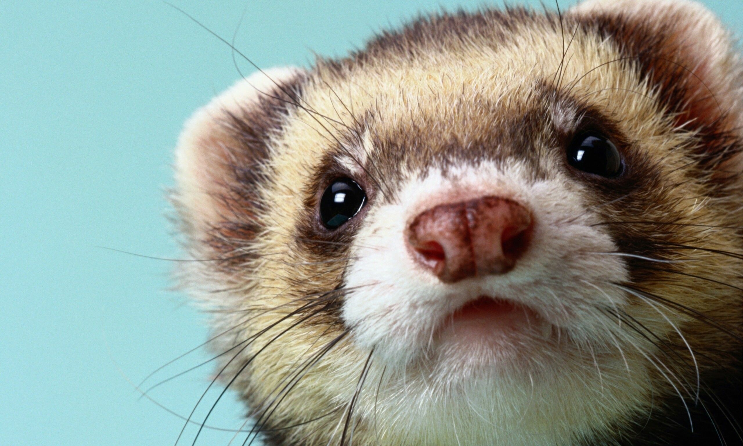 Ferret playfulness, Agile creature, Energetic antics, Spirited companion, 2560x1540 HD Desktop