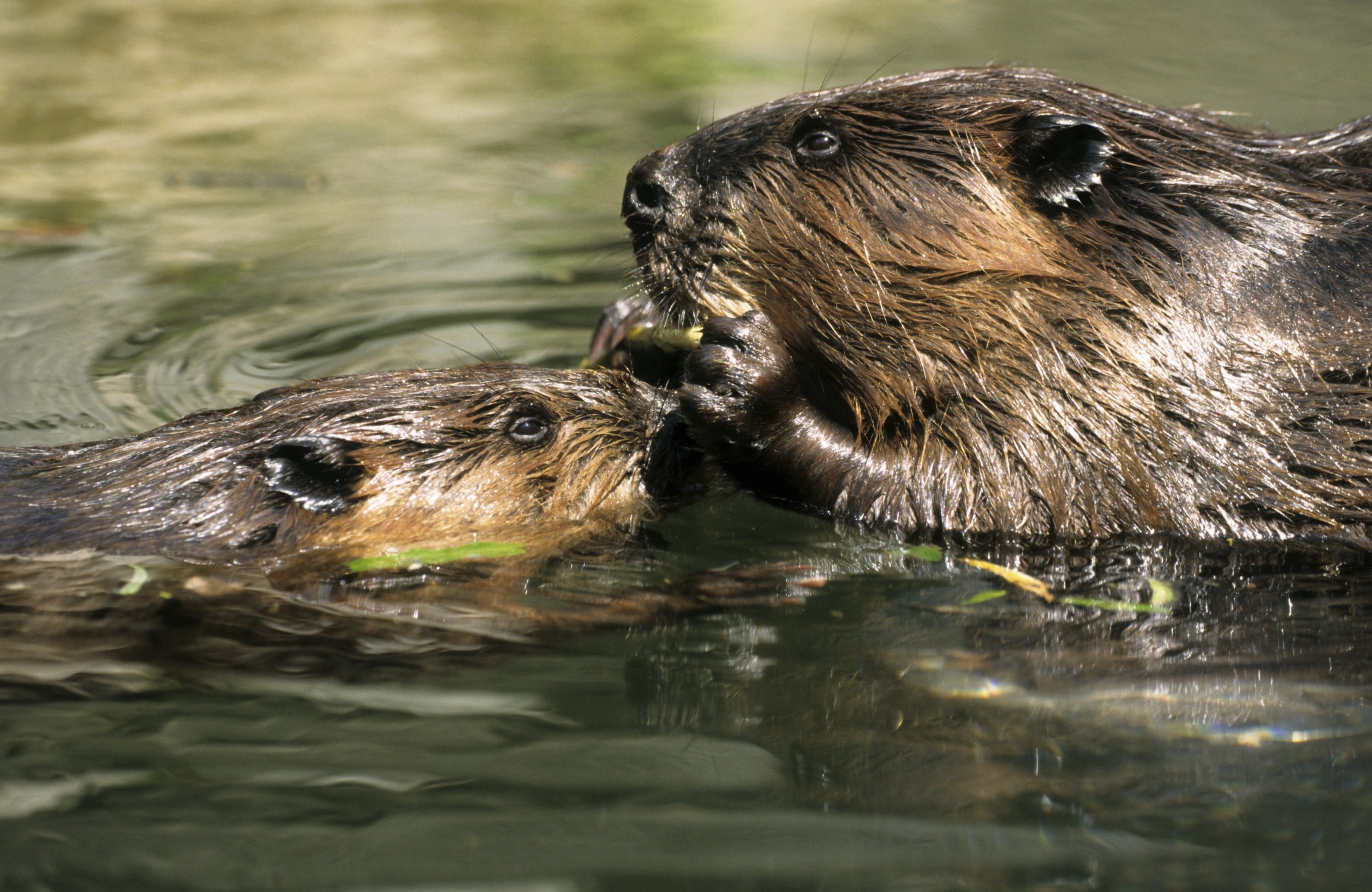 Beaver, Rodent, Castor, HD, 3000x1960 HD Desktop