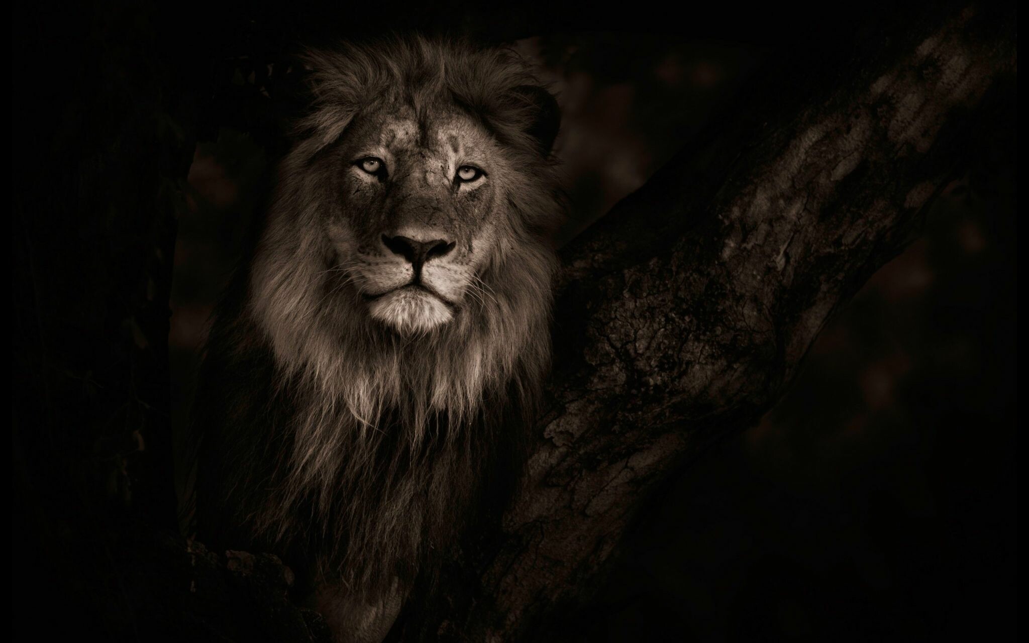 Powerful lion wallpaper, Captivating desktop background, Wisdom and quotes, Inspiring visuals, 2050x1280 HD Desktop