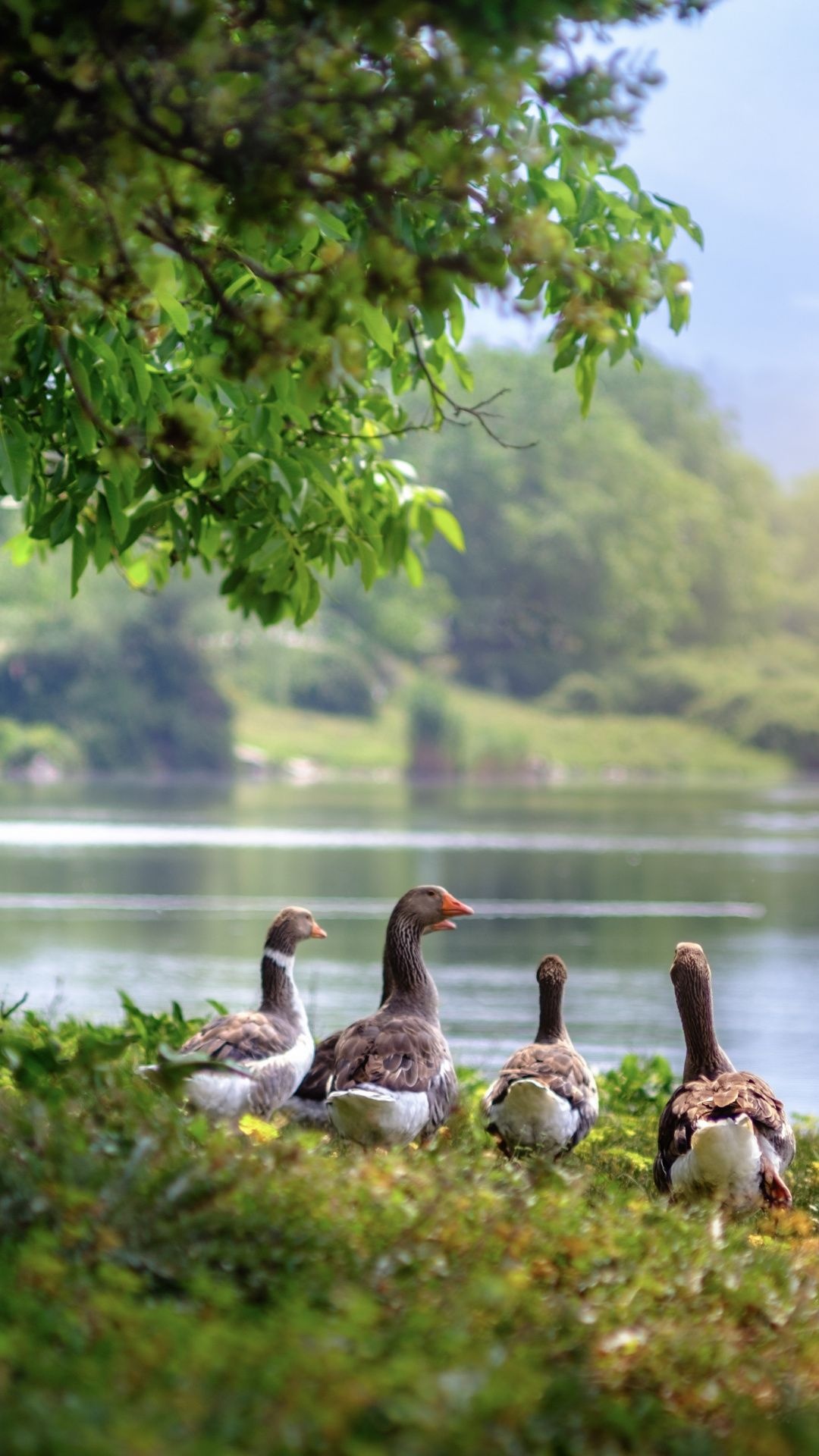 Wild geese, Farm Animals Wallpaper, 1080x1920 Full HD Phone