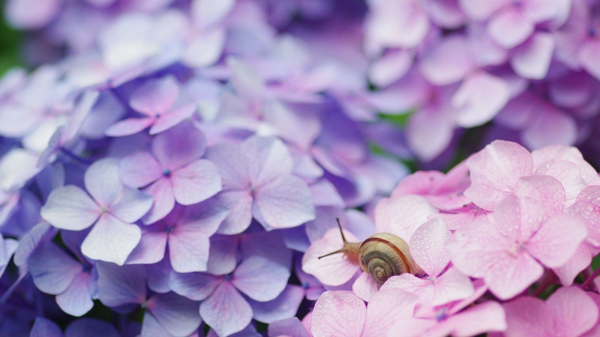 Snail, Hydrangea Wallpaper, 1920x1080 Full HD Desktop