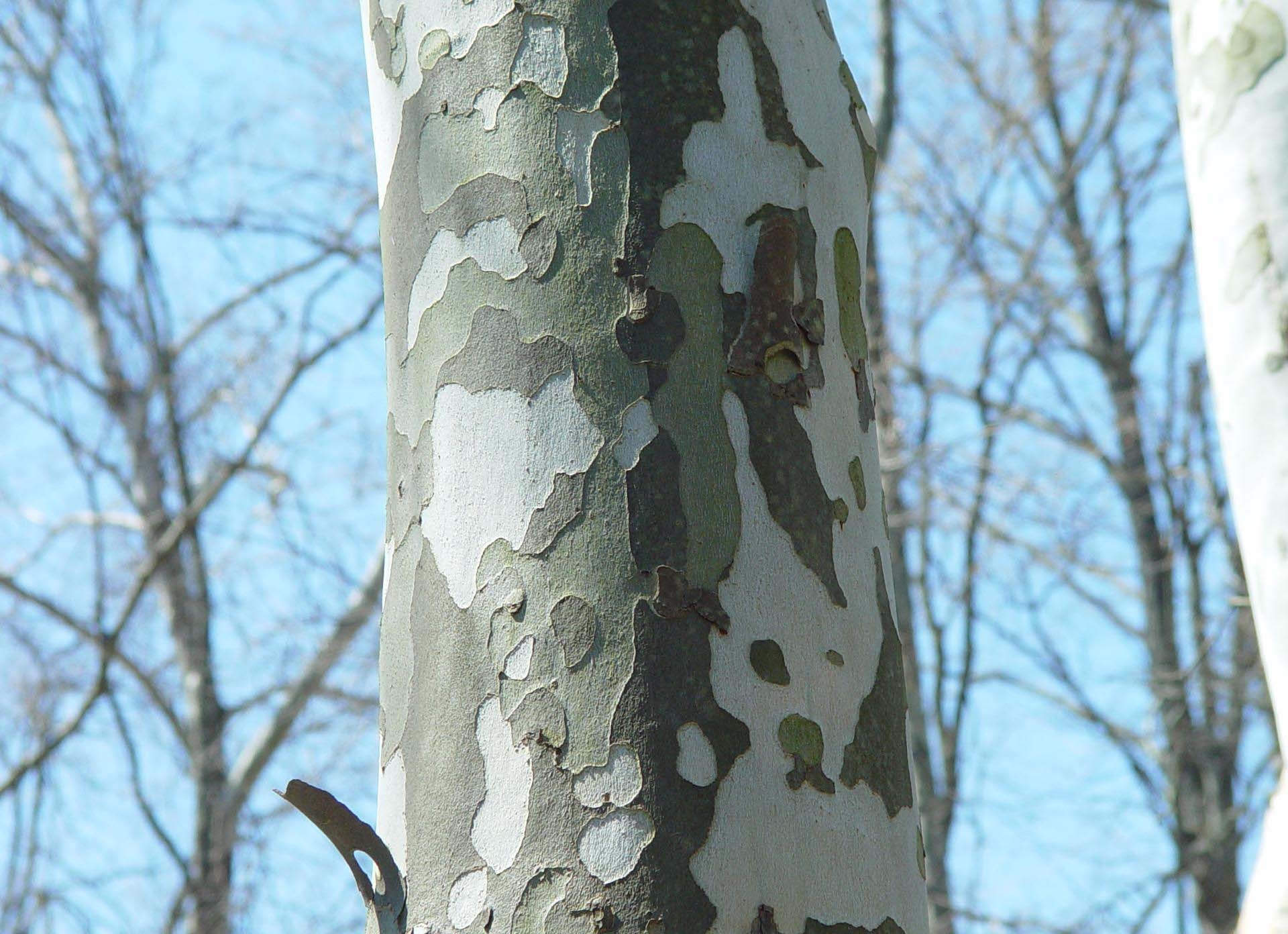 Sycamore Tree, American Sycamore, Arborscapes, Richmond VA, 1920x1400 HD Desktop