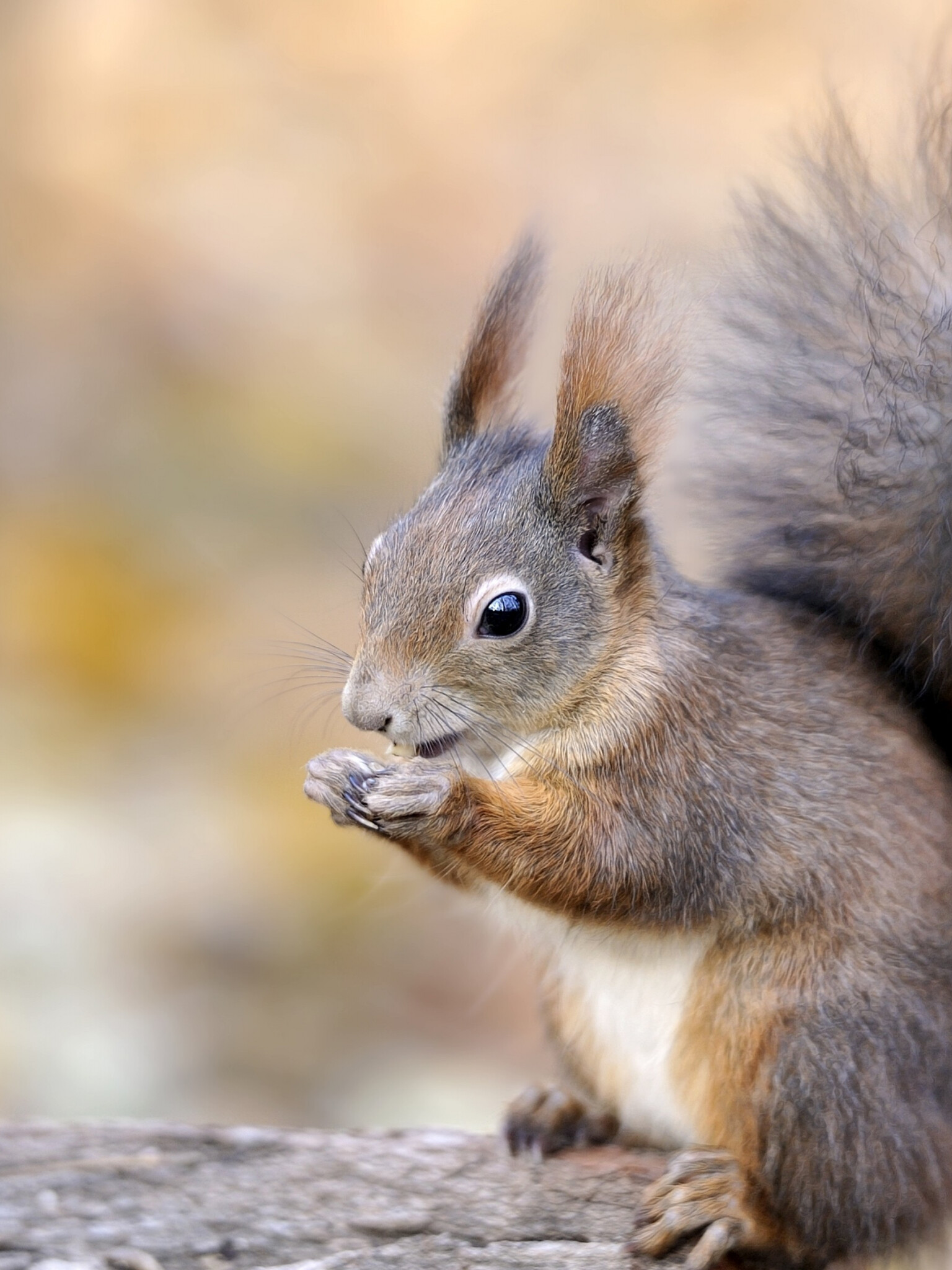 HD squirrel wallpapers, Full desktop experience, Nature's charm, High-resolution beauty, 1540x2050 HD Phone