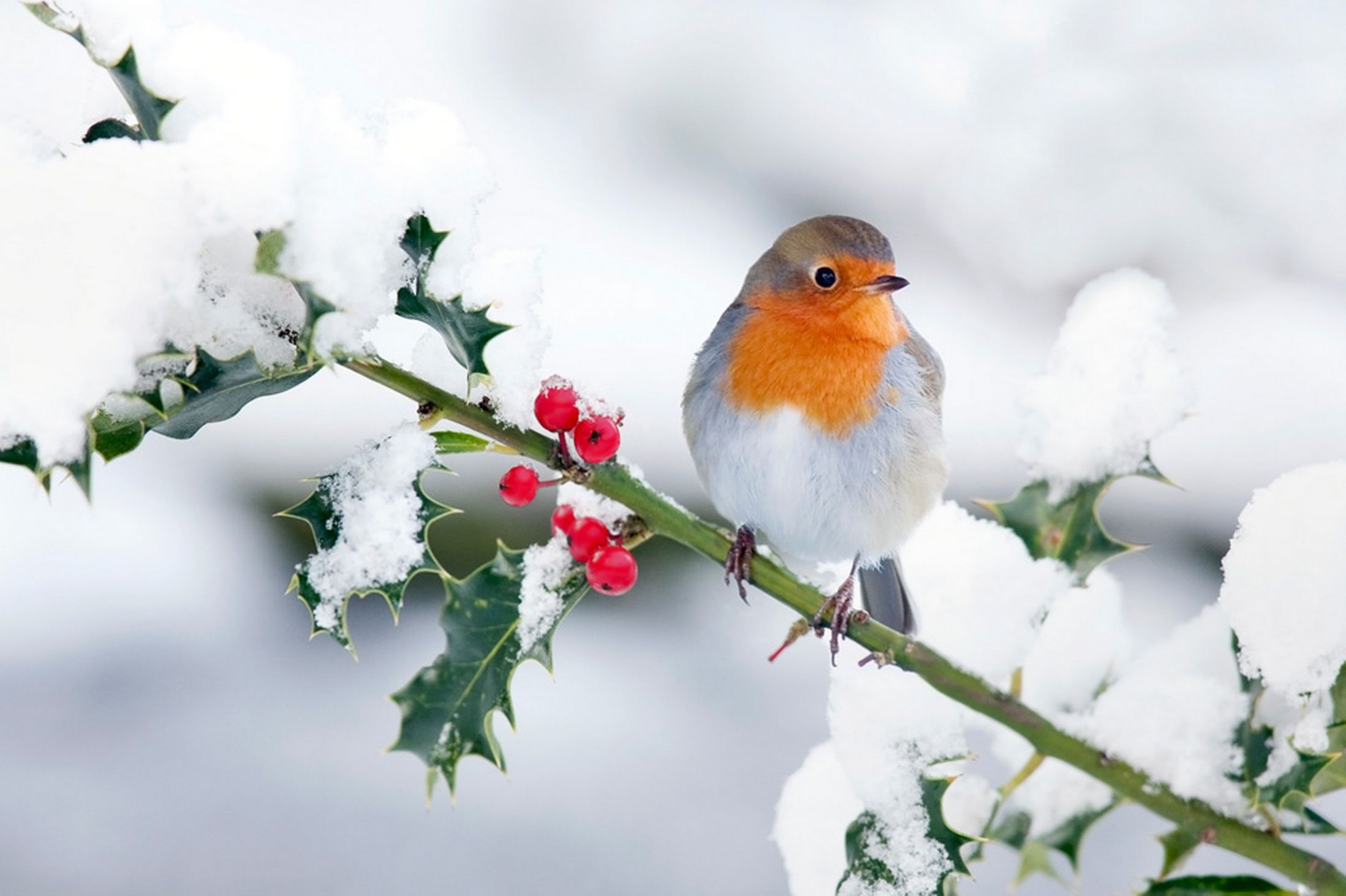 The holly, Robin (Bird) Wallpaper, 2200x1470 HD Desktop