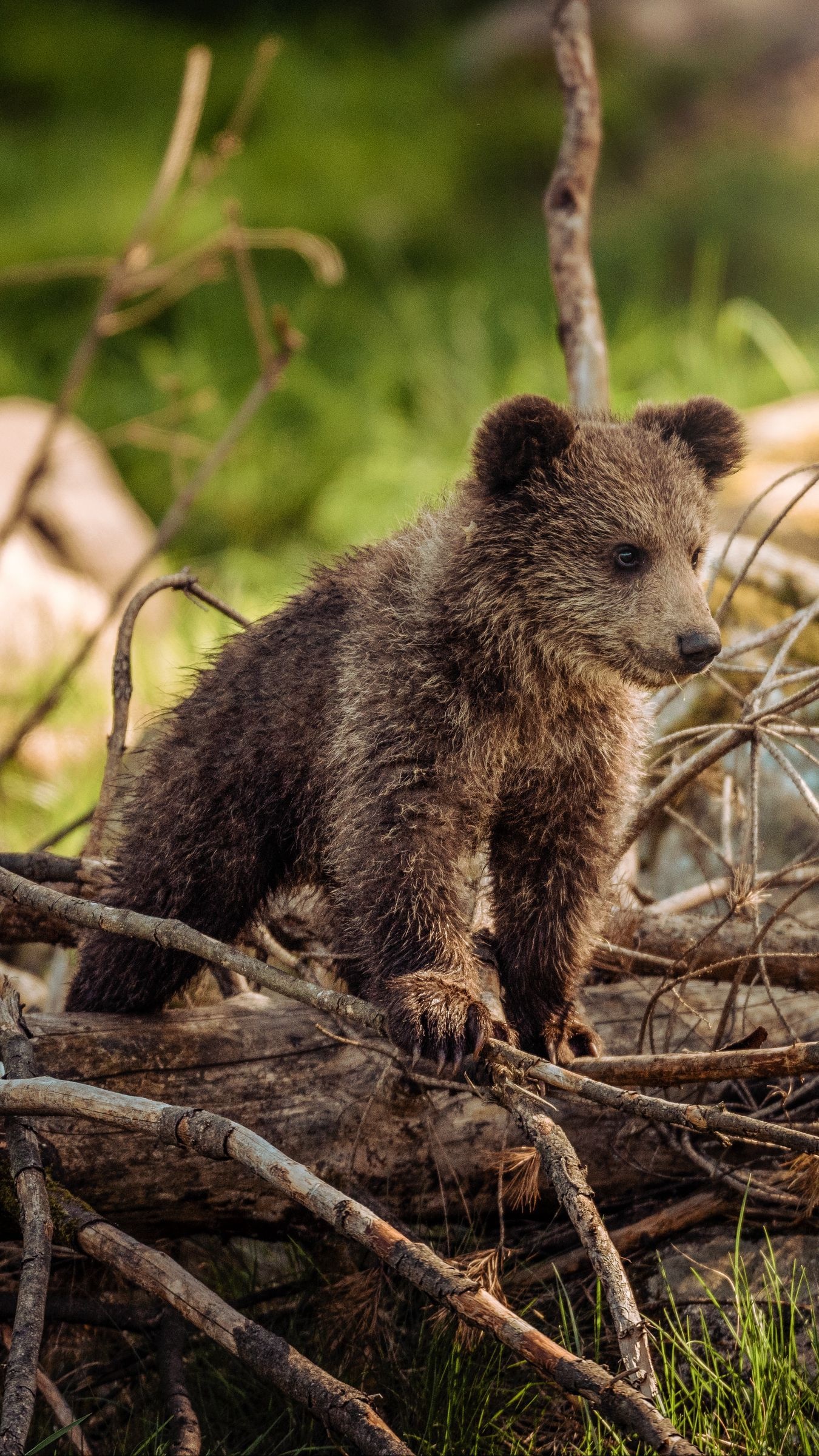 Playful bear cubs, Nature's innocence, Cute wildlife, Captivating expressions, 1350x2400 HD Phone