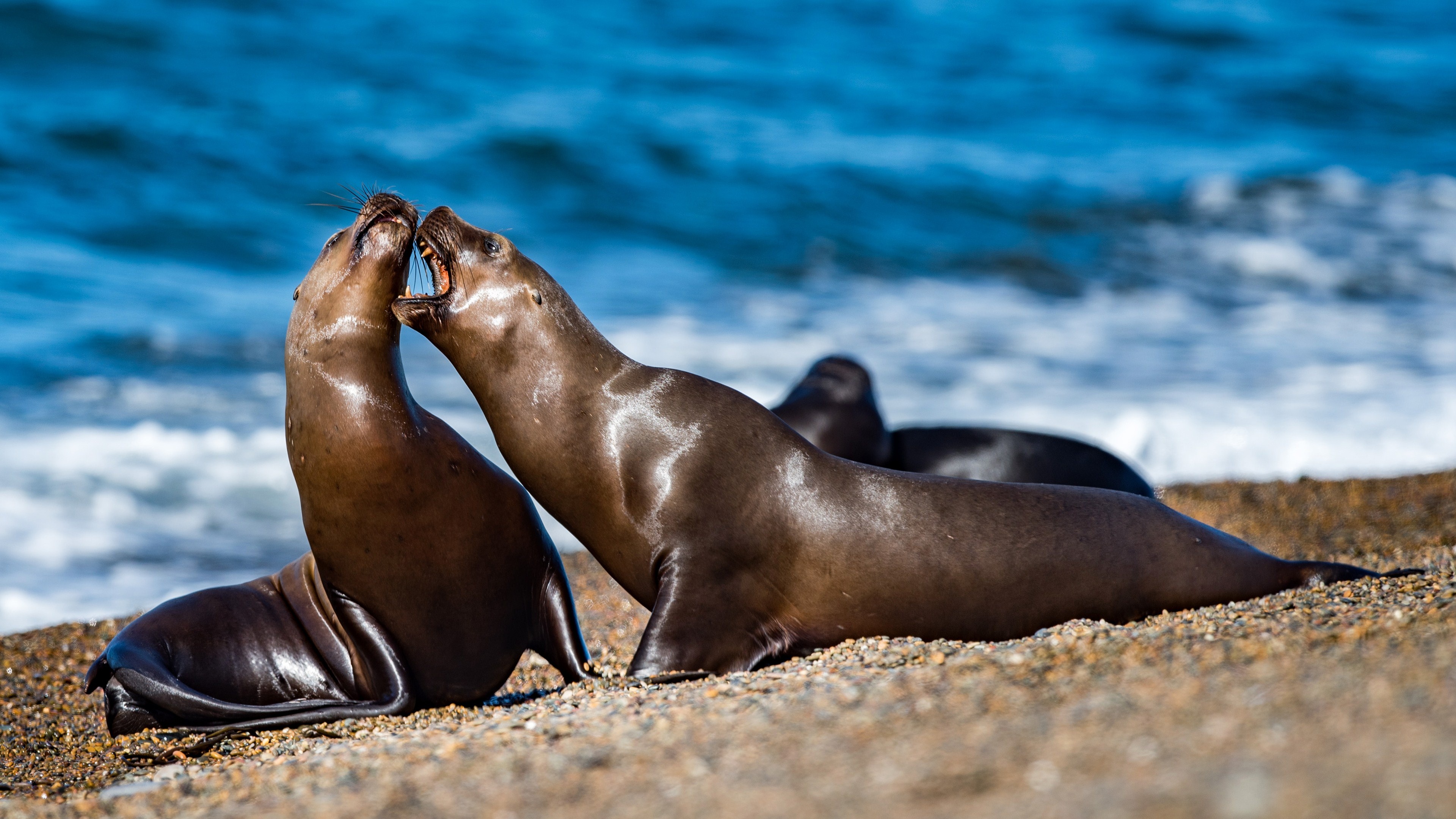 Seal wallpaper, Oceanic beauty, Christopher Mercado, Aquatic creature, 3840x2160 4K Desktop