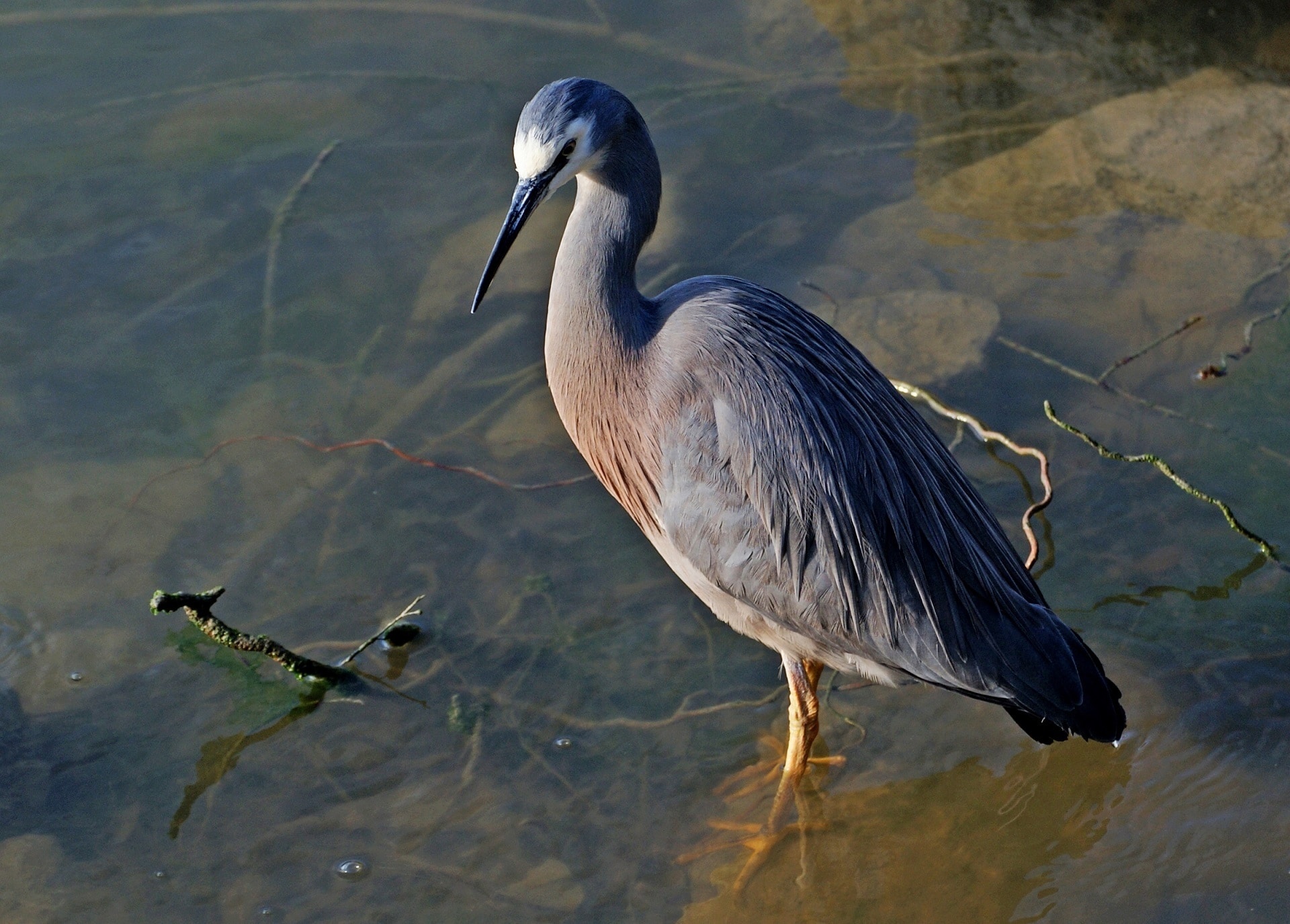 Heron, Great Blue Heron, Heron Images, Nature Birds, 1920x1380 HD Desktop