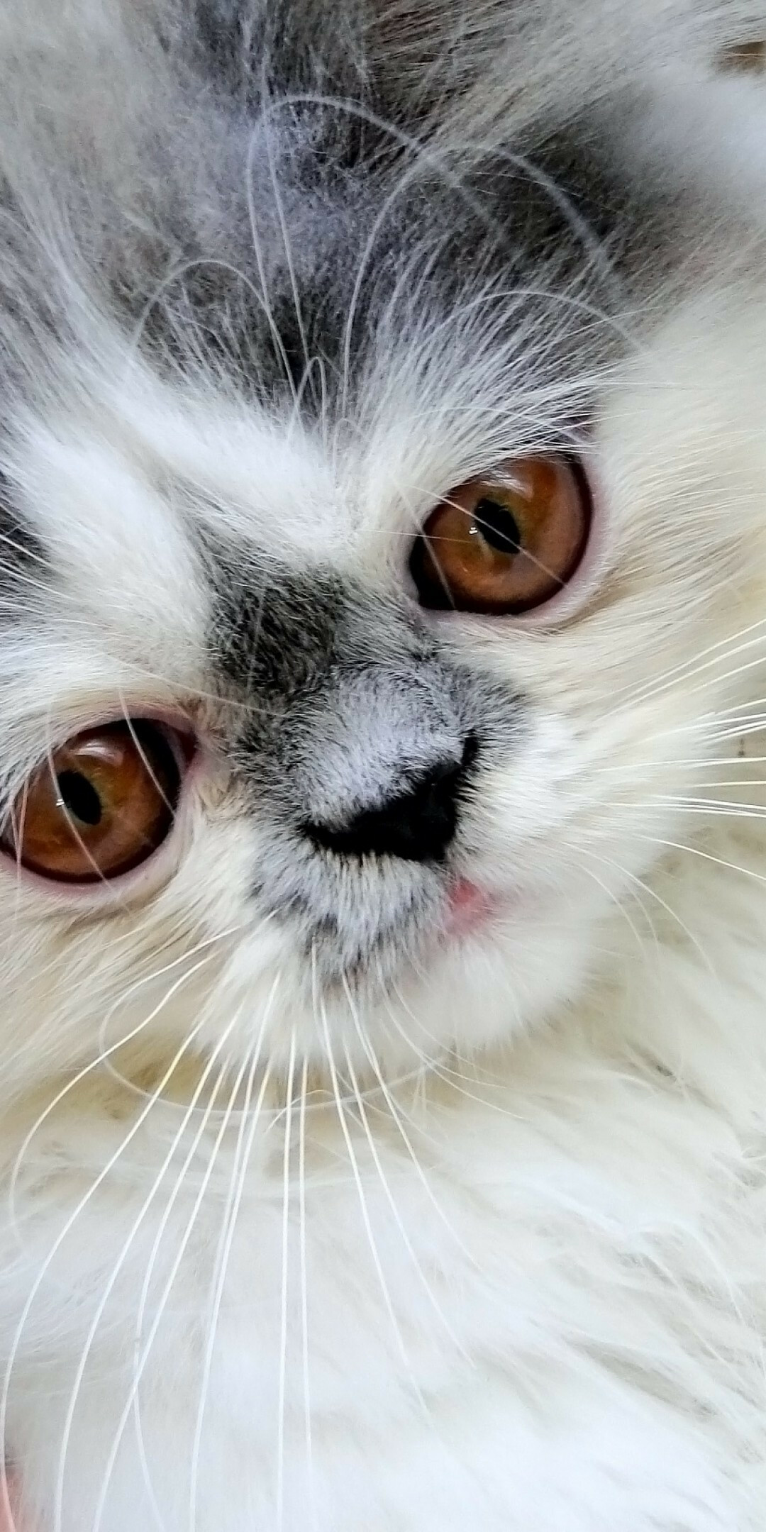 Persian cat, Close-up shot, Cute muzzle, Fluffy fur, 1080x2160 HD Phone