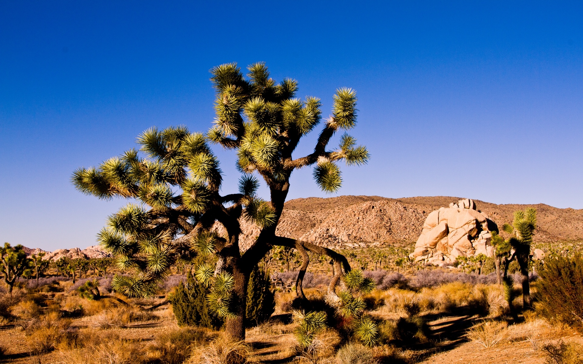 Joshua Tree National Park, Pristine nature, HD wallpaper, Tranquil background, 1920x1200 HD Desktop