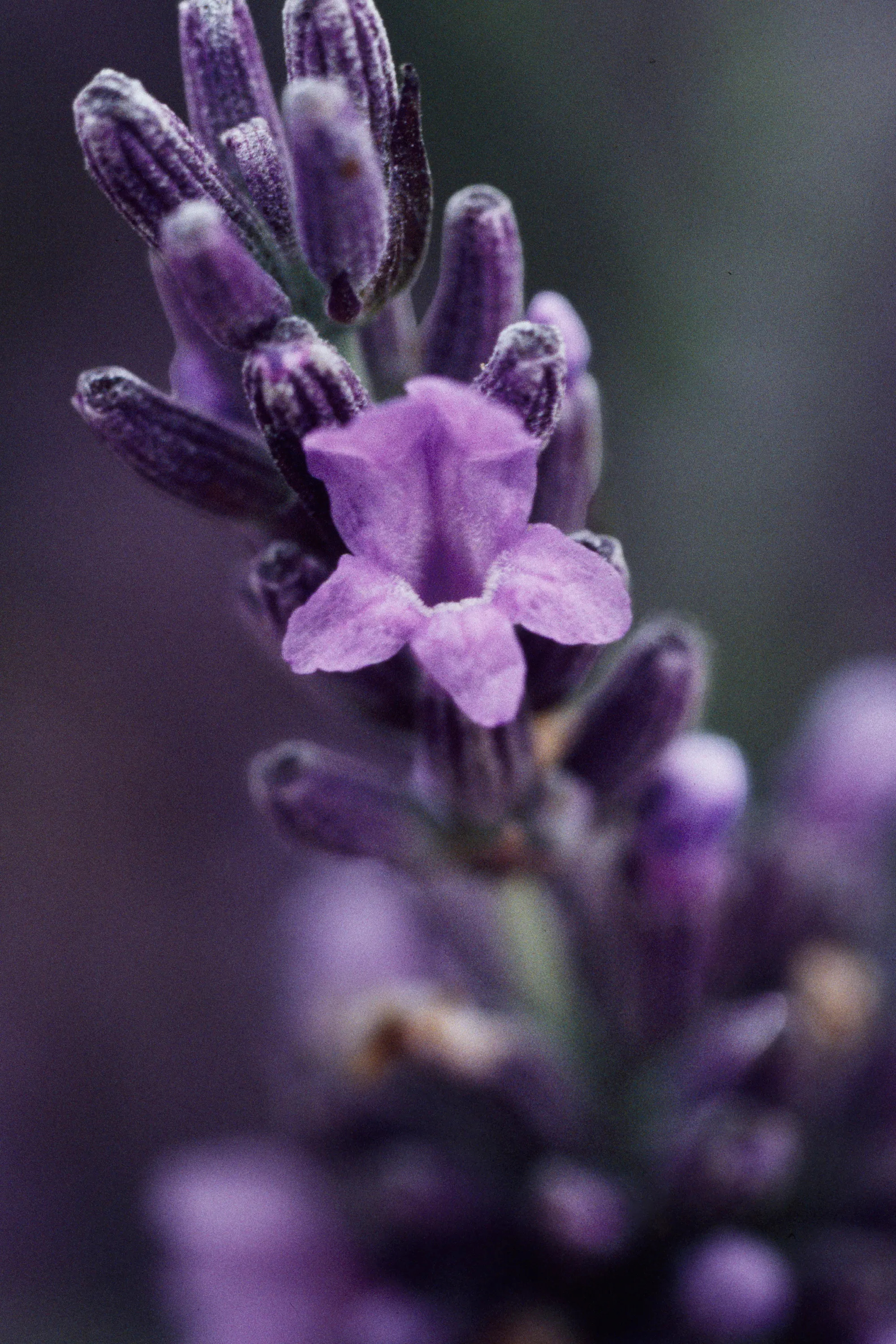 Great lavender plant recipes, Uses for lavender, How to grow, Fragrant herb, 2000x3000 HD Phone