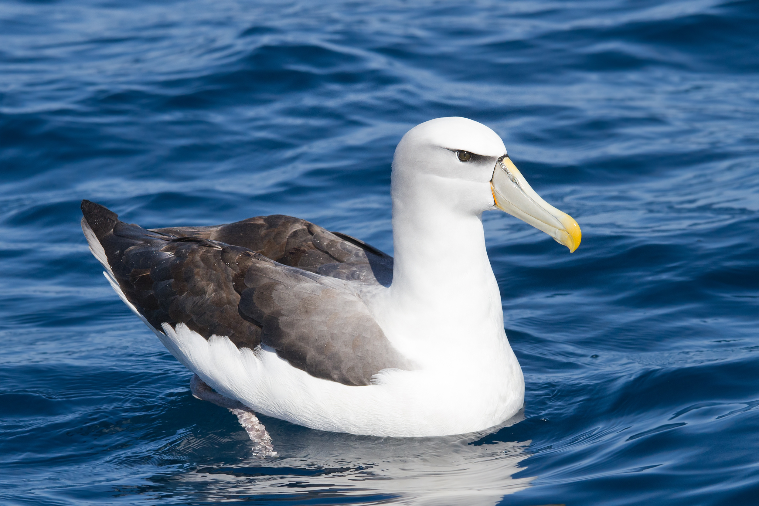 Vast open seas, Gliding through air, Beautiful feathered creature, Expert fisherman, 2500x1670 HD Desktop