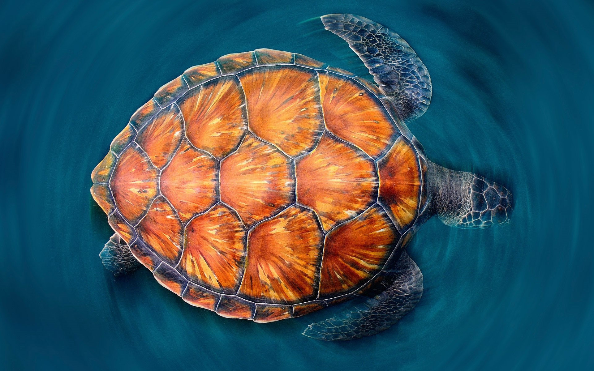 Desktop backgrounds, Sea turtle, HD wallpapers, Sea turtle, 1920x1200 HD Desktop