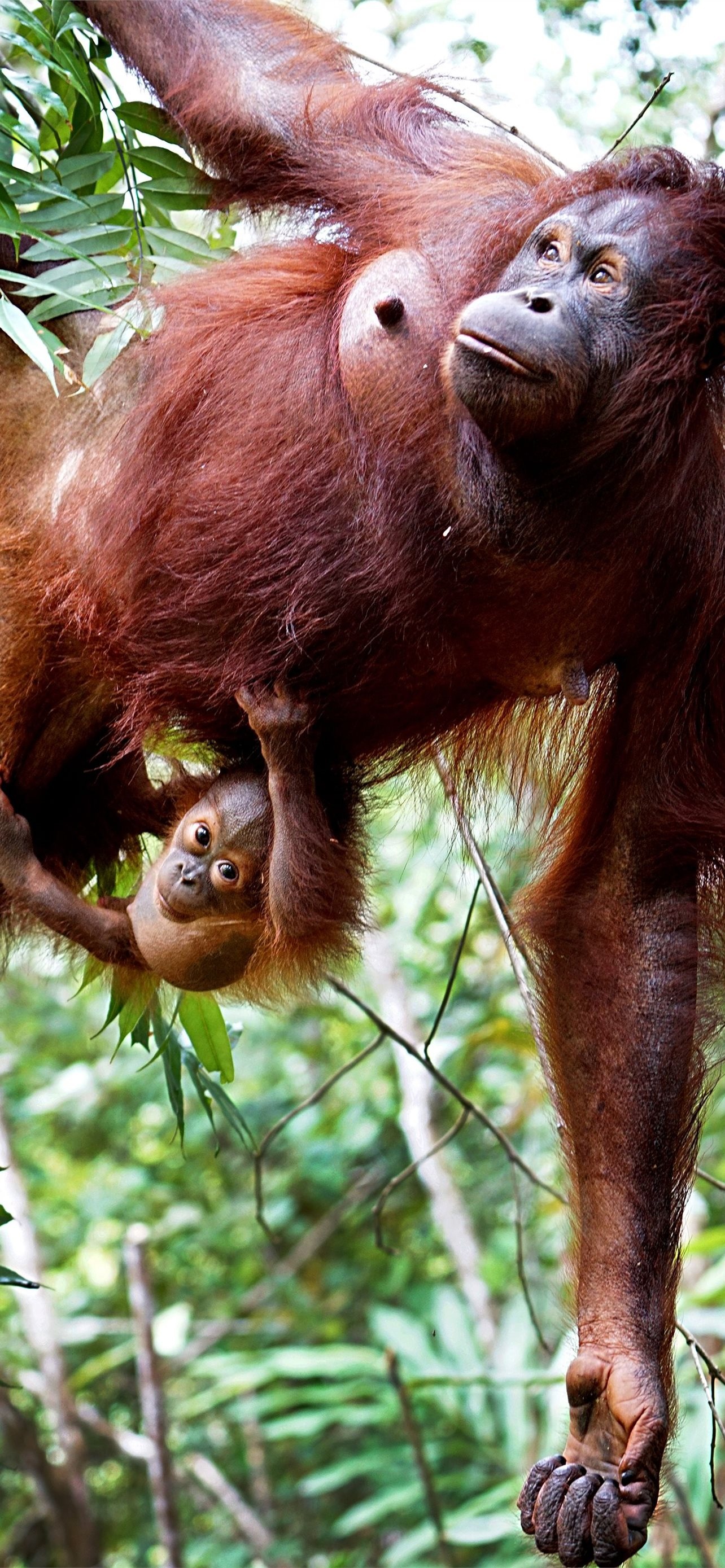 Orangutan, Jungle dwellers, iPhone wallpaper, Nature's beauty, 1290x2780 HD Phone