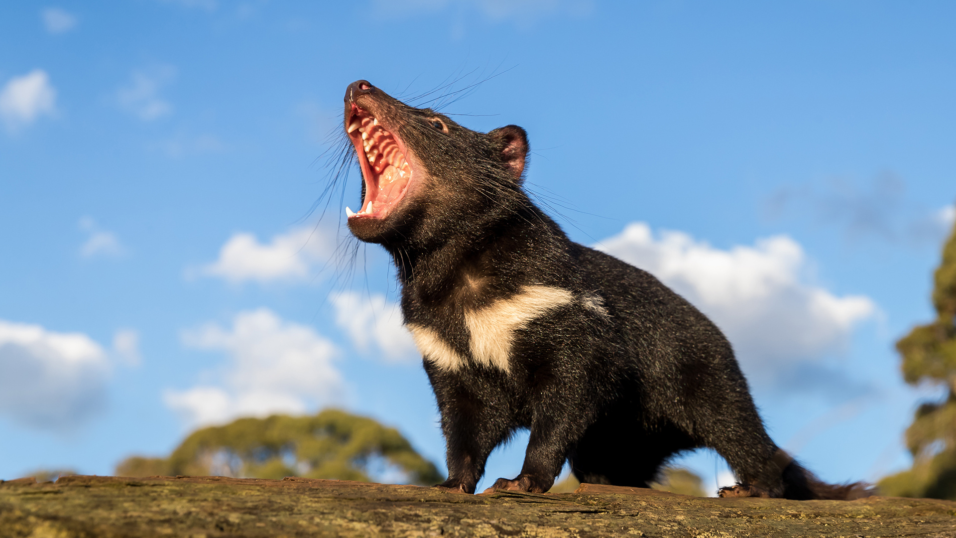 Tasmanian Devil reintroduction, Mainland Australia's Devil population, Ancient Tasmanian species, Wildlife conservation, 1920x1080 Full HD Desktop