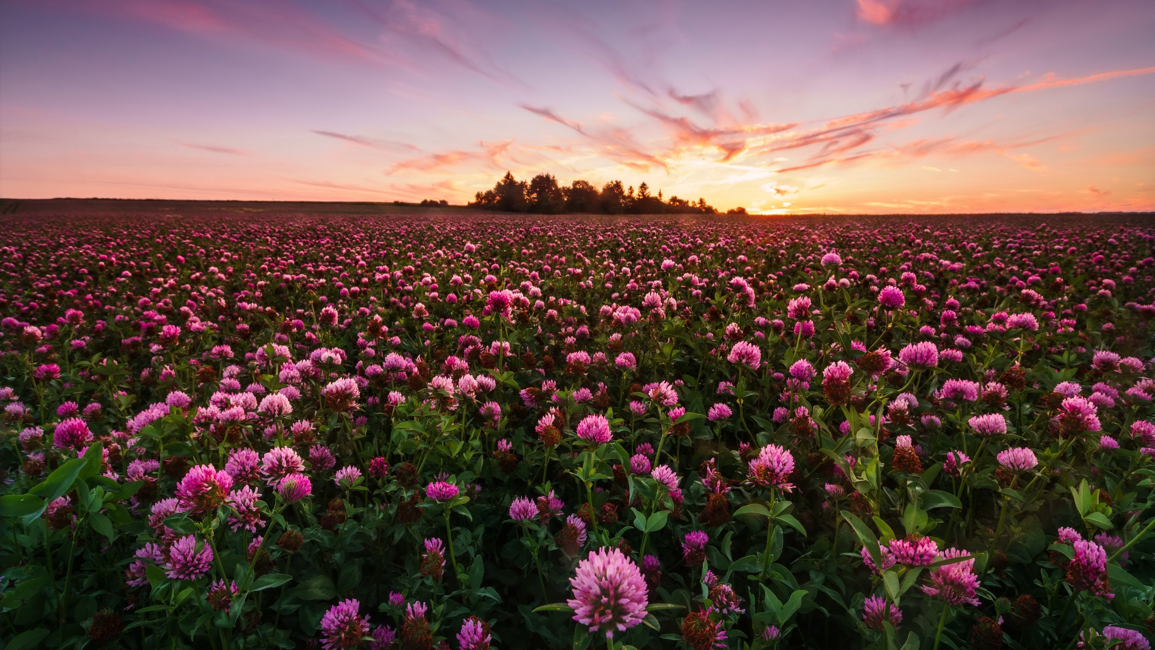 Pink flower field, Evening scenery, Serene sunset, Botanical bliss, 3840x2160 4K Desktop