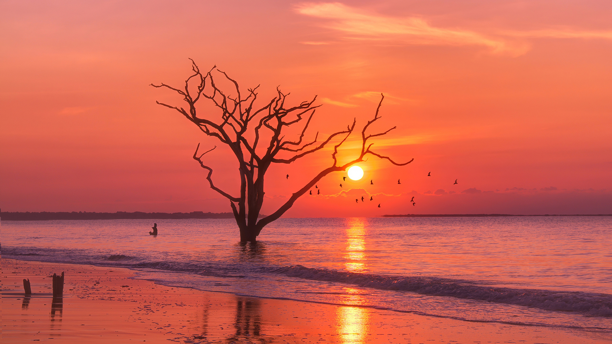 Bare driftwood tree silhouette, Vibrant orange ocean sunset, Wet sand shoreline reflection, HD Desktop wallpaper