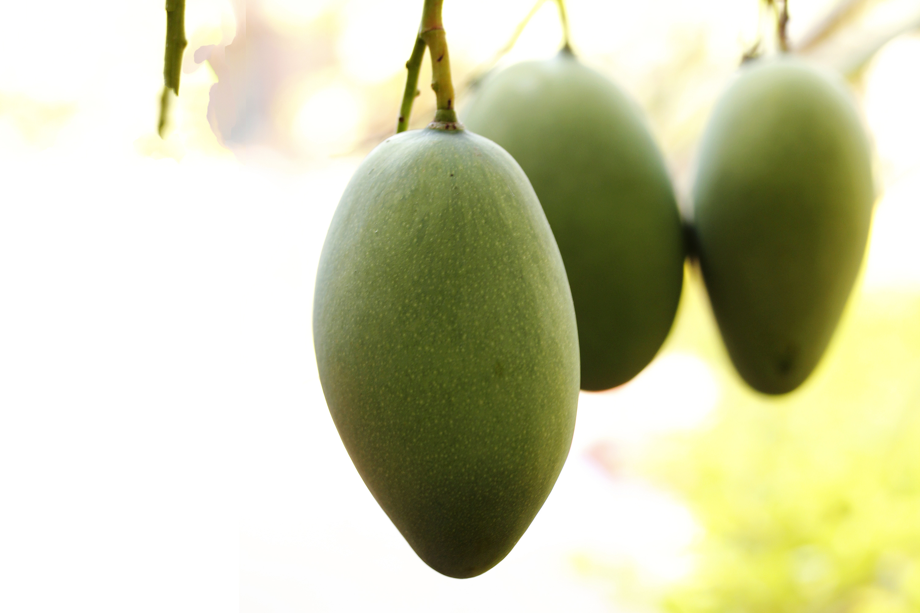 Gorgeous mango wallpaper, Luscious fruit, Vibrant hues, Tasty and nutritious, 3000x2000 HD Desktop