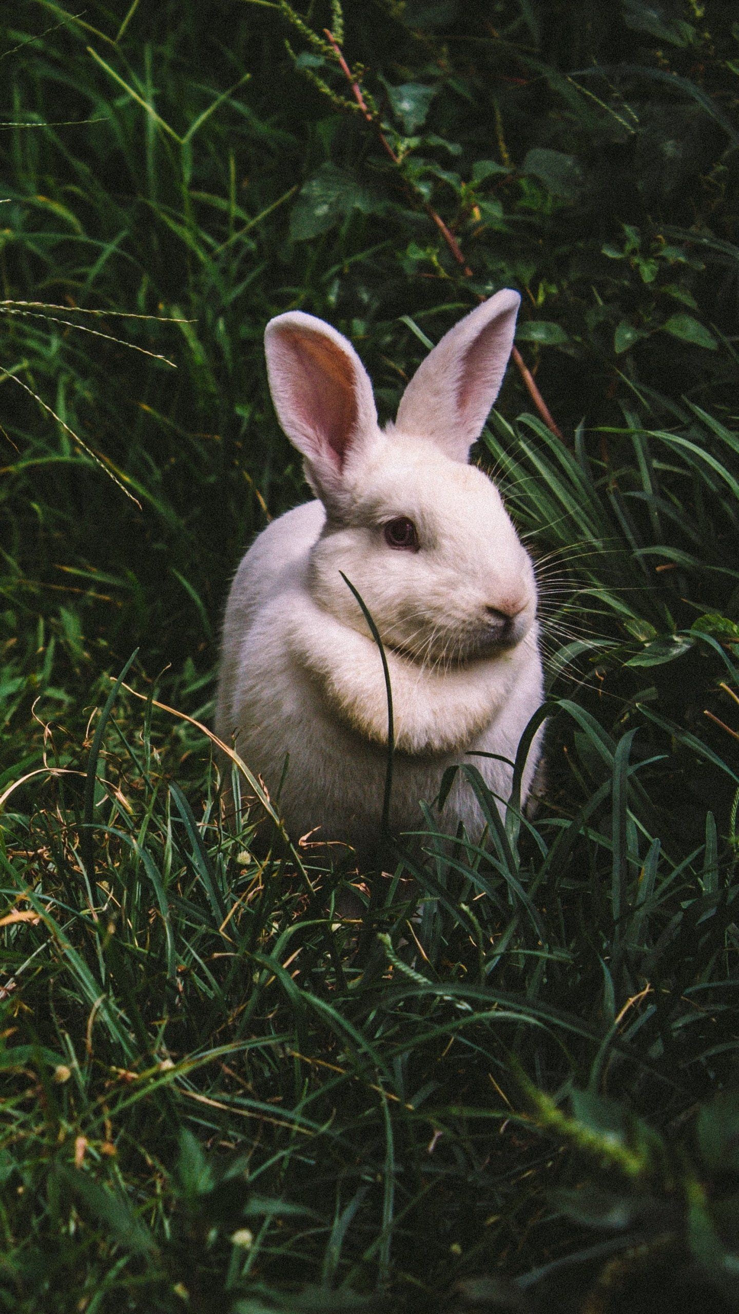 White rabbit, iPhone wallpaper, Desktop background, Rabbit animals, 1440x2560 HD Phone