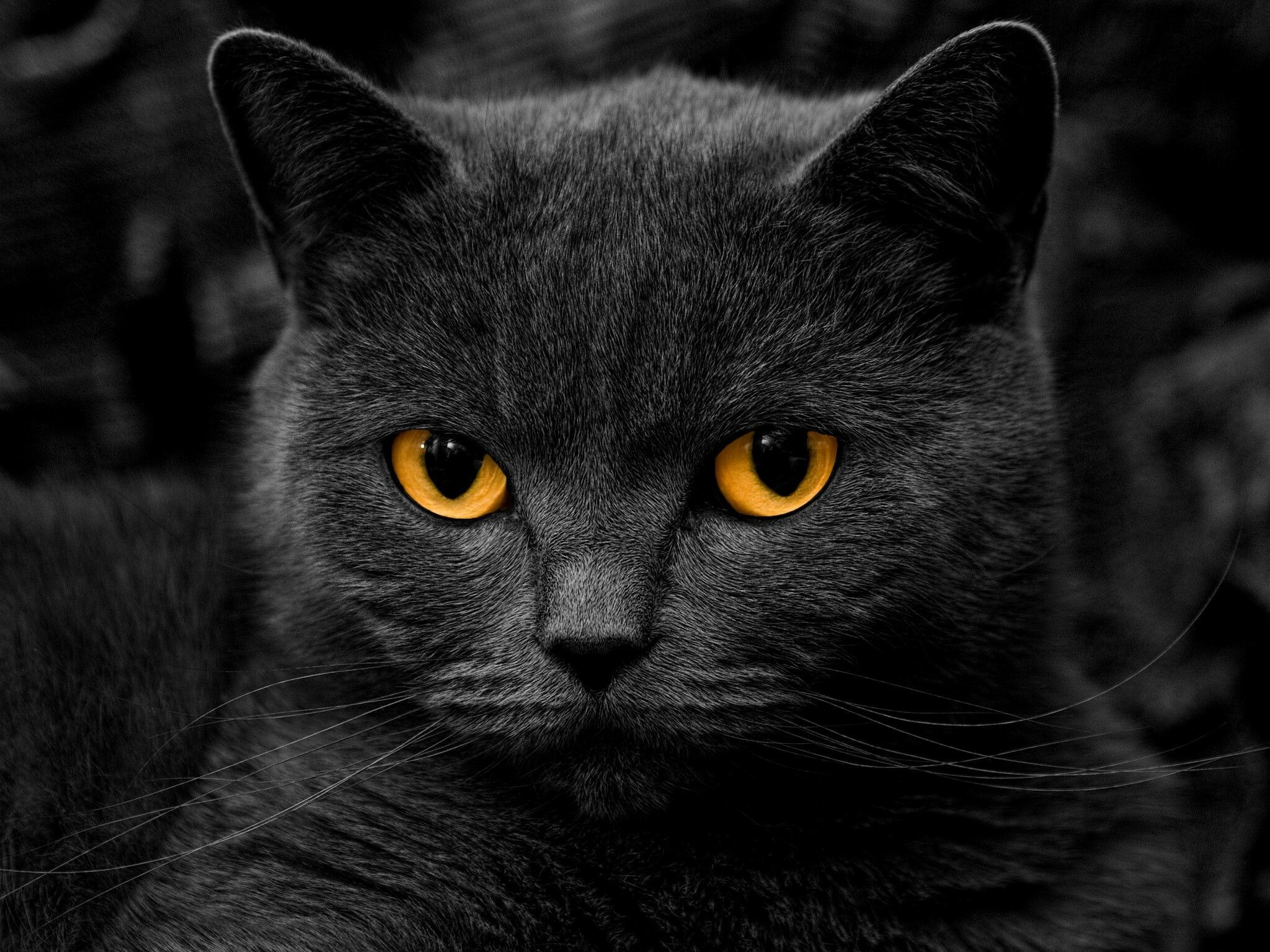 Close-up, British Shorthair Wallpaper, 2050x1540 HD Desktop