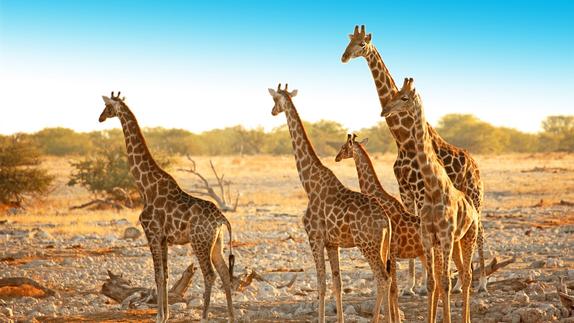 Etosha National Park, Walking safari, Bush exploration, Guided adventure, 1920x1080 Full HD Desktop