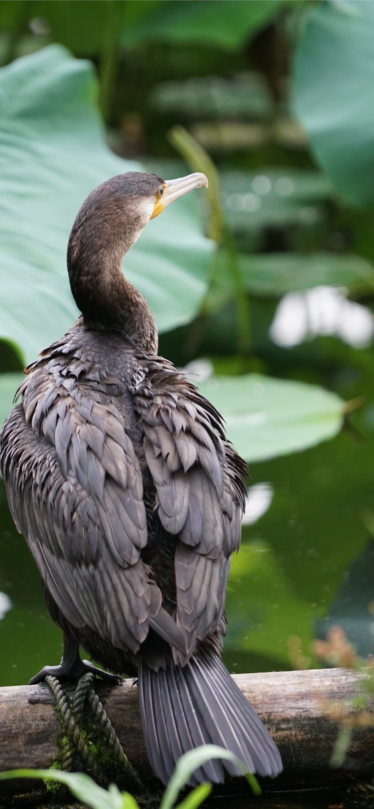 Latest cormorant wallpapers, High-quality imagery, Avian beauty, Stunning visuals, 1290x2780 HD Phone