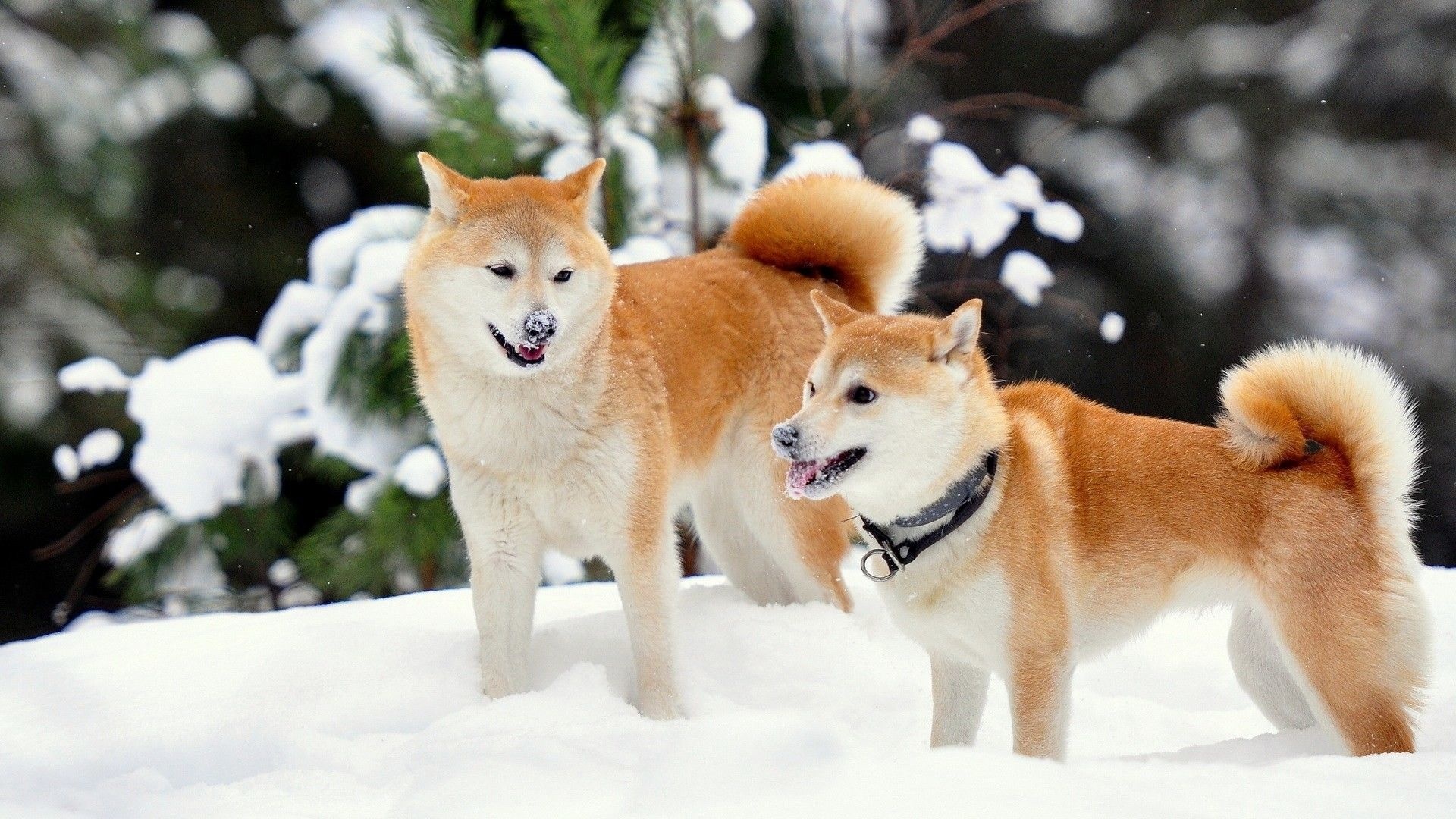 Hokkaido Dog, Shiba inu wallpapers, Shiba inu backgrounds, 1920x1080 Full HD Desktop