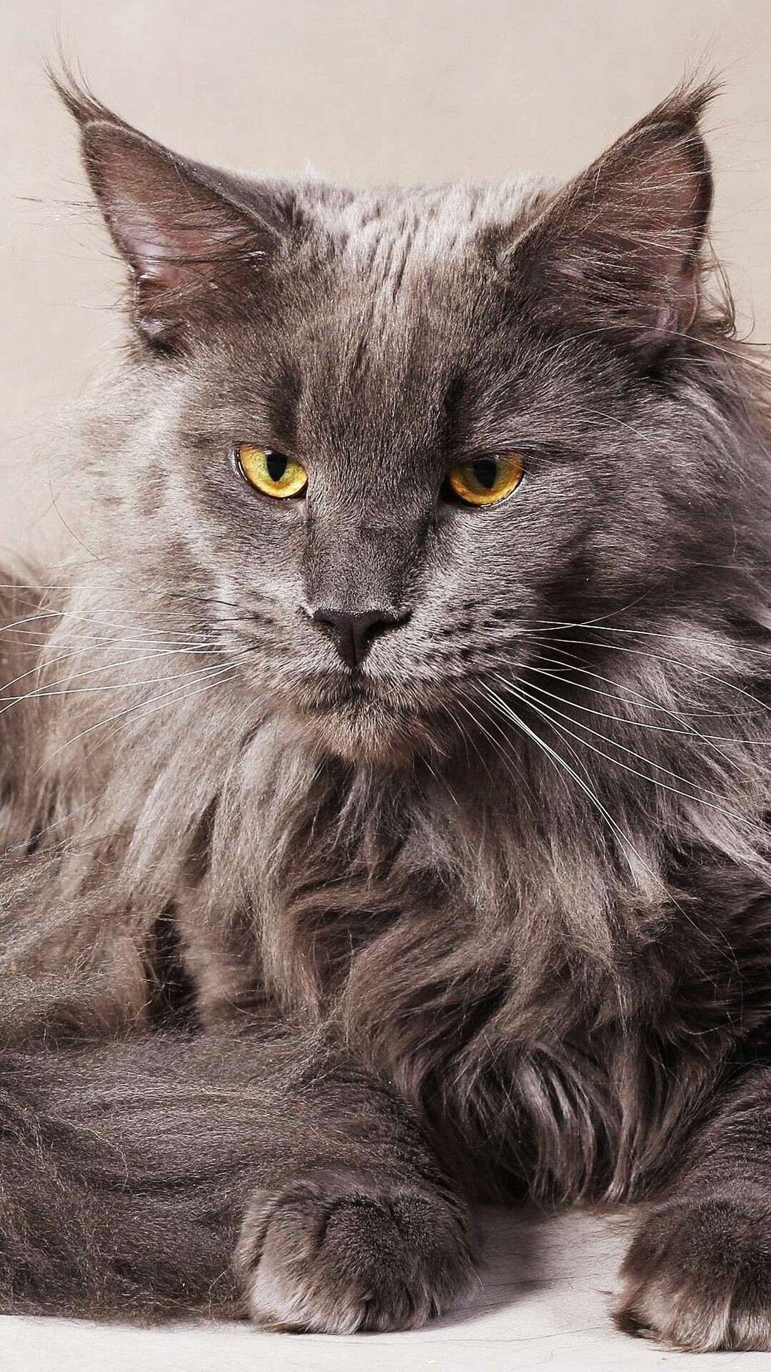 Maine Coon royalty, Stunning backgrounds, Captivating poses, Furry companions, 1080x1920 Full HD Phone