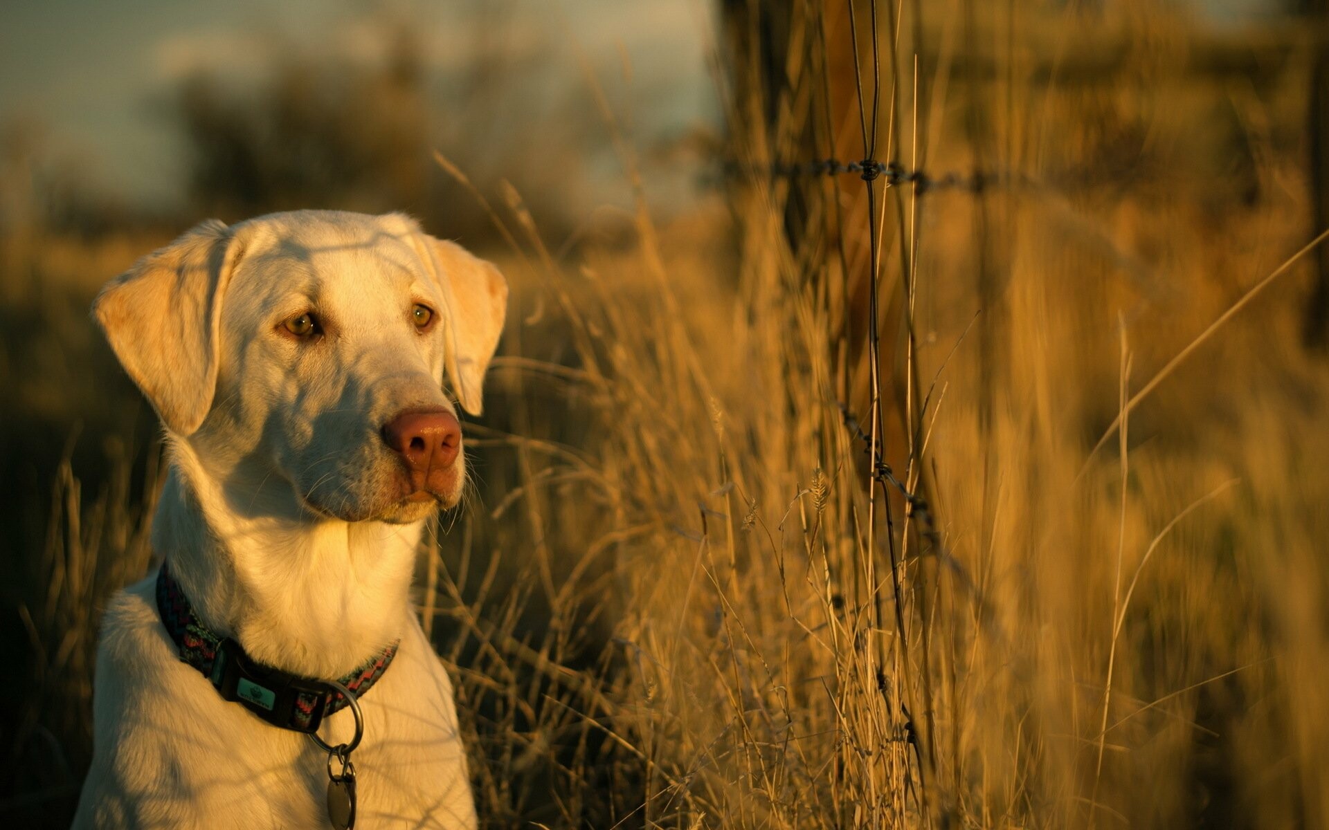 Labrador Retriever, HD wallpaper, Beautiful background image, High resolution, 1920x1200 HD Desktop