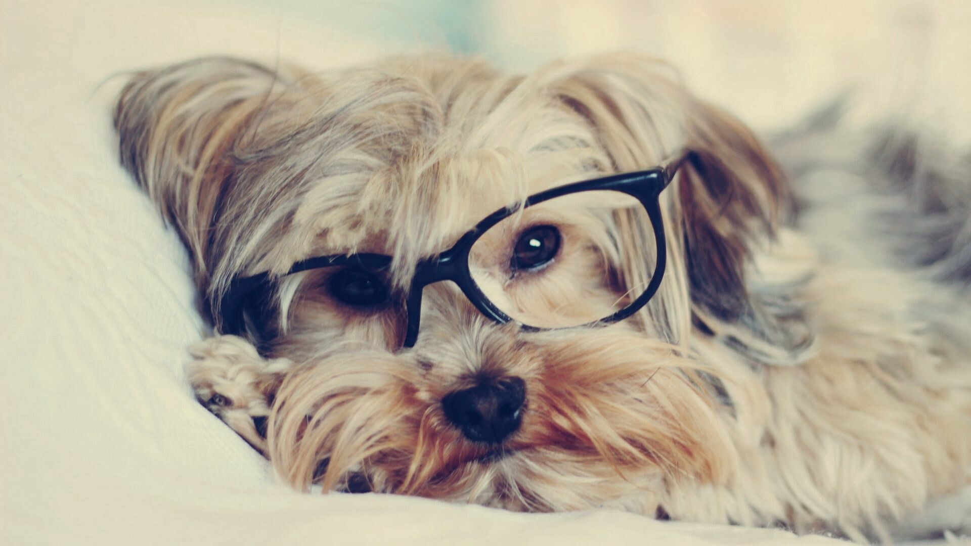 Glasses, Yorkshire Terrier Wallpaper, 1920x1080 Full HD Desktop