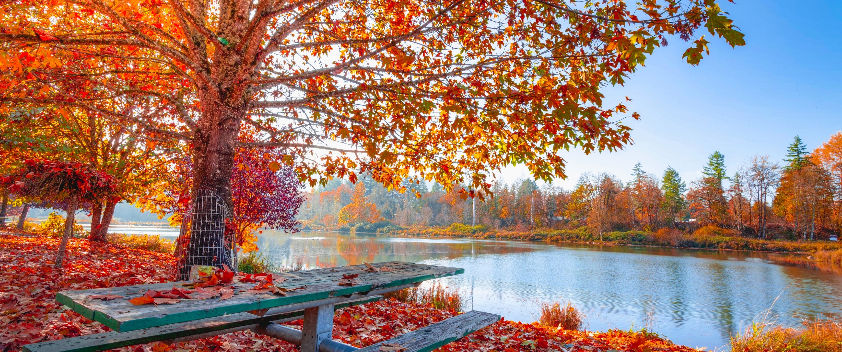Ultrawide autumn, Expansive view, Immersive experience, Vibrant hues, 3440x1440 Dual Screen Desktop