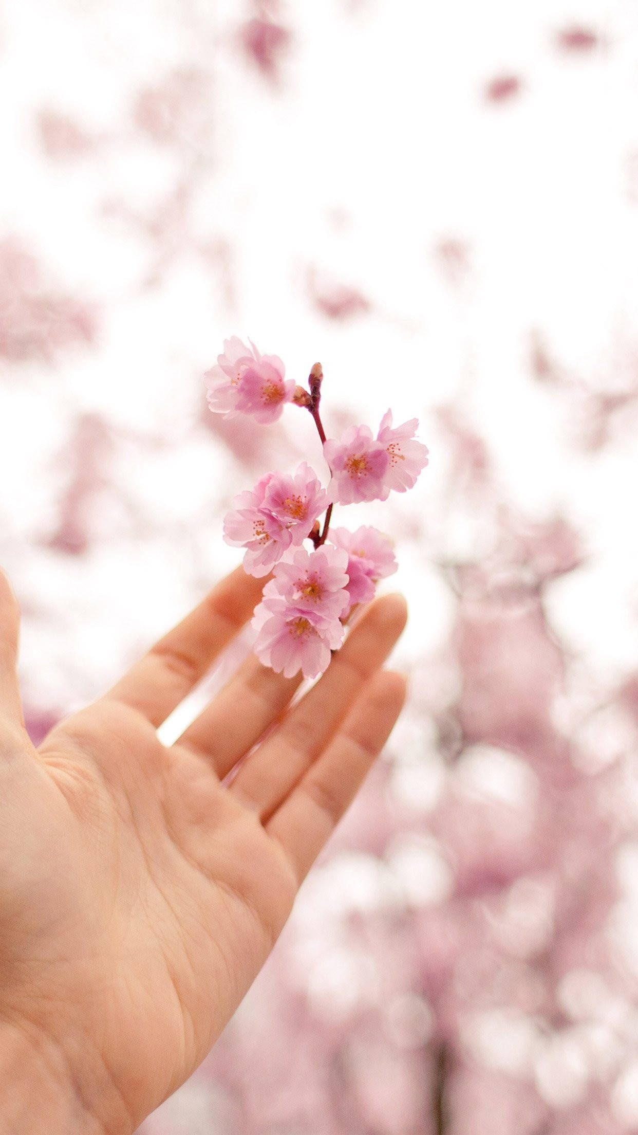 Pink cherry blossom twig, Open human hand, Blurred spring blossom background, HD Phone wallpaper