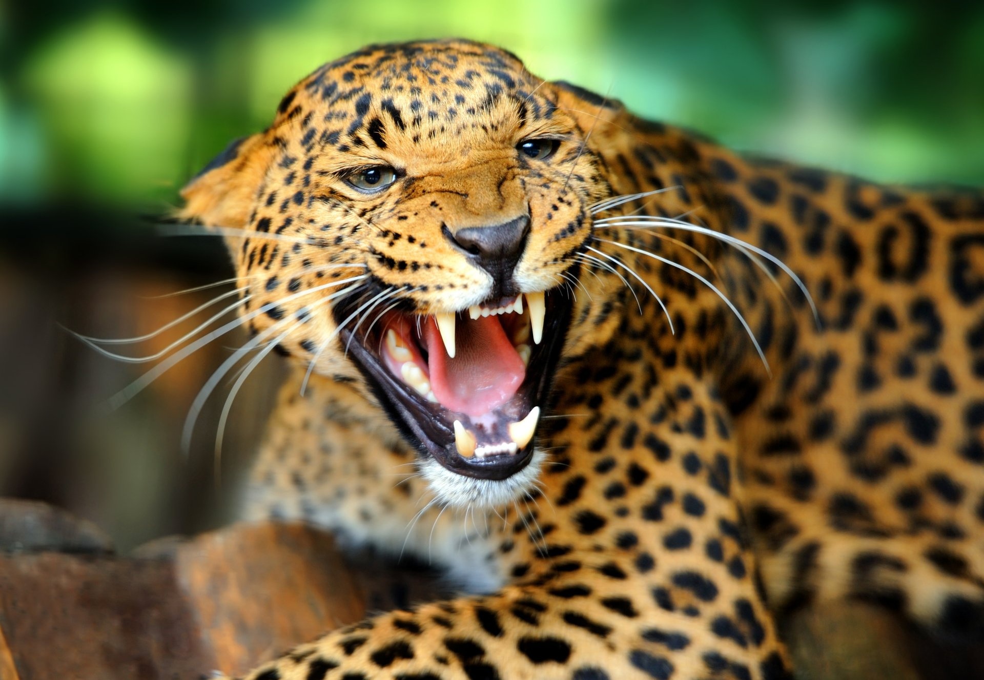 Roar, Leopards Wallpaper, 1920x1330 HD Desktop
