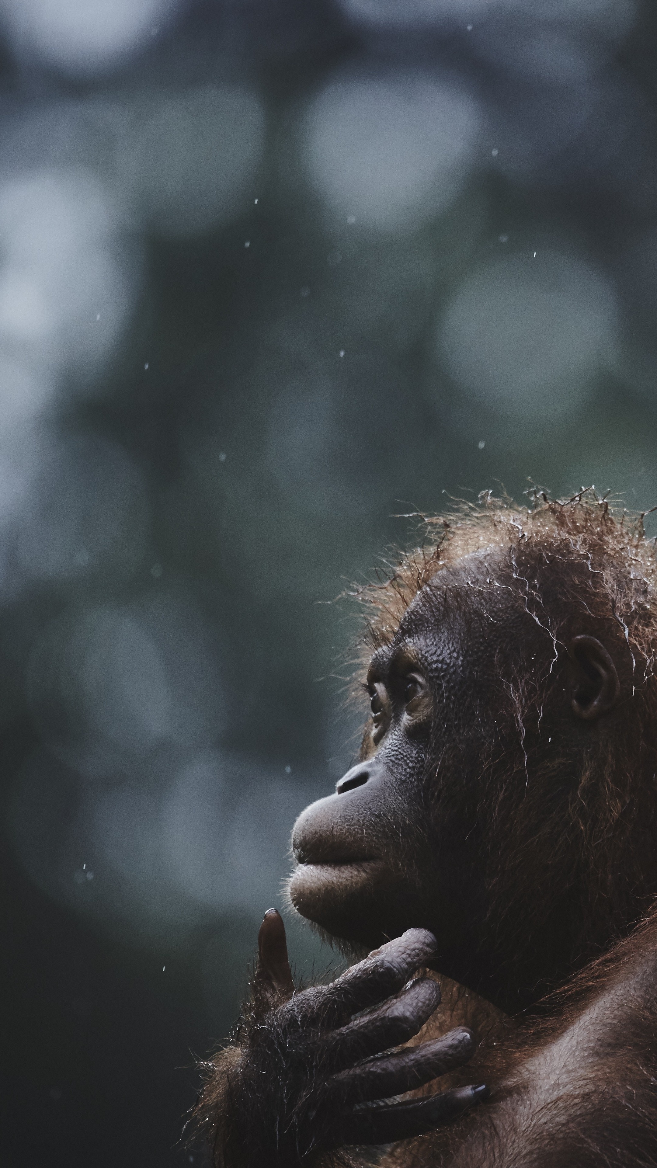 Orangutan, Malaysian wildlife, National Geographic, Traveler's treasure, 2160x3840 4K Phone