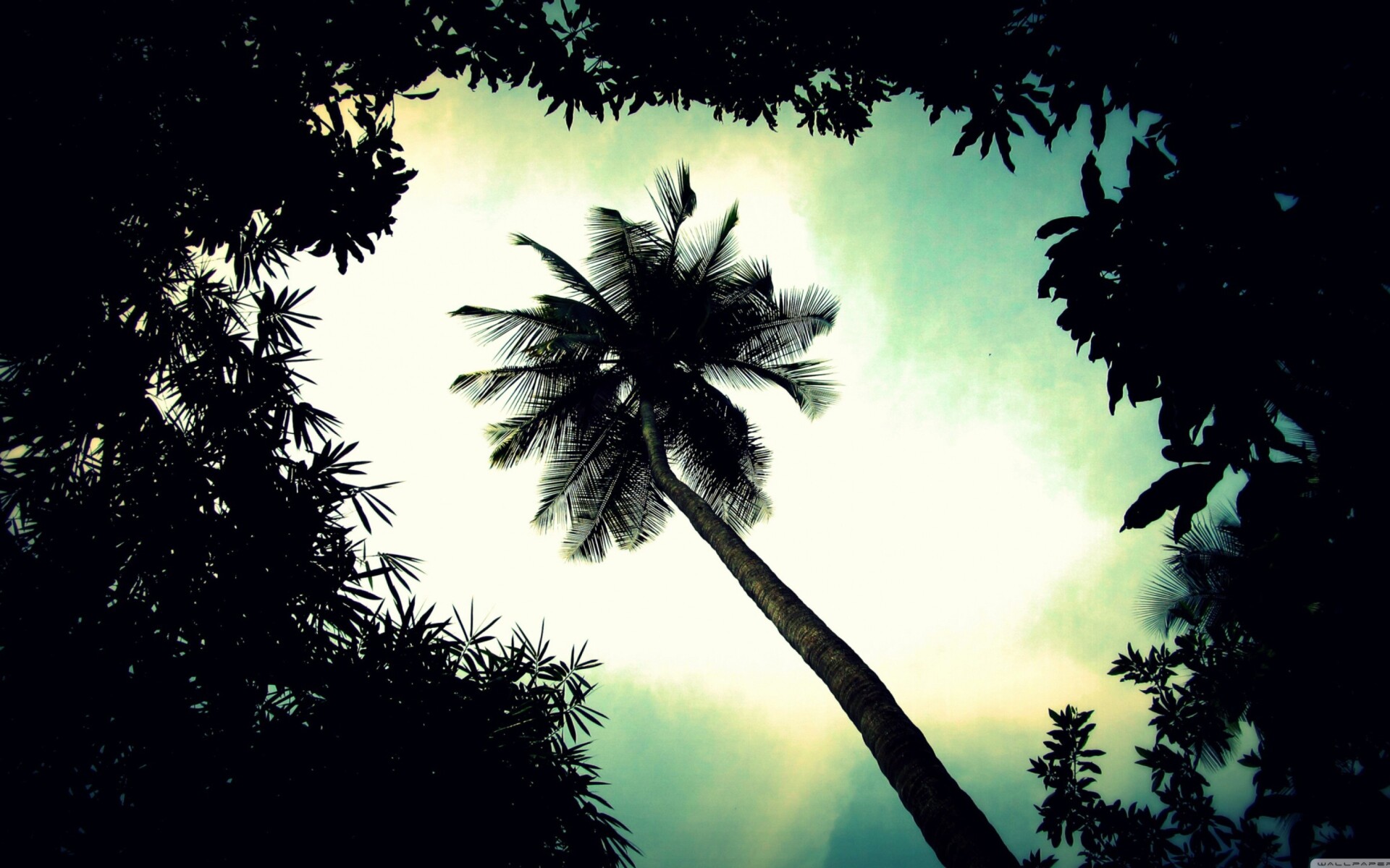 Palm Tree, Top wallpaper choice, Perfect for widescreen desktop, Full HD goodness, 1920x1200 HD Desktop