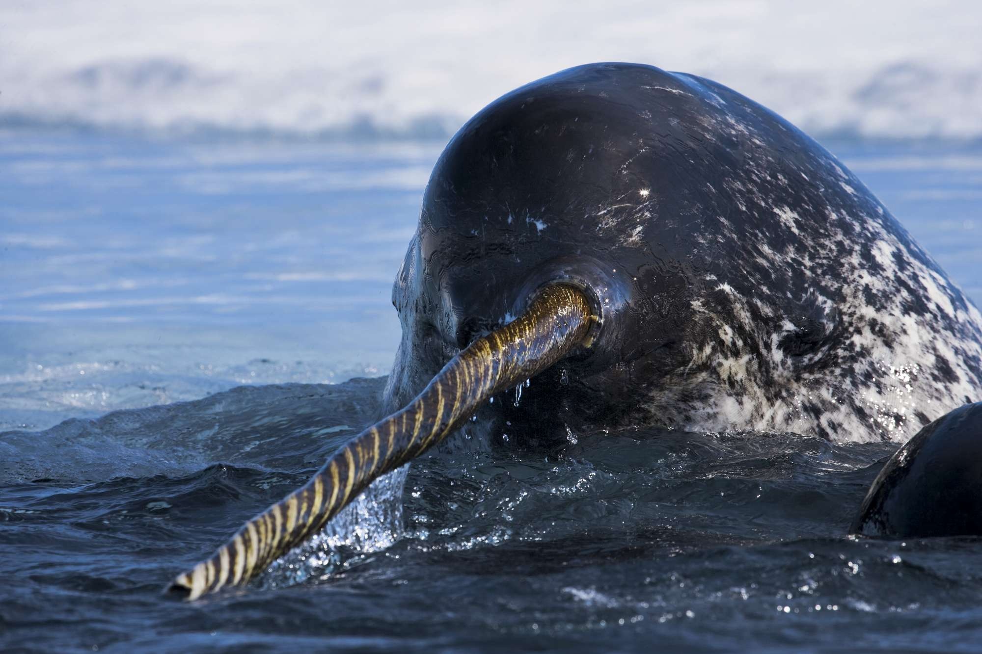 Narwhal, Unicorns of the sea, Paul Nicklen, 2000x1340 HD Desktop