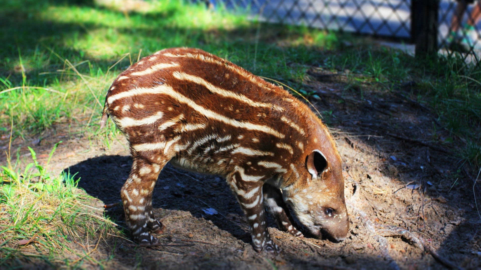Tapir, HD wallpaper, Background image, Striking visuals, 1920x1080 Full HD Desktop
