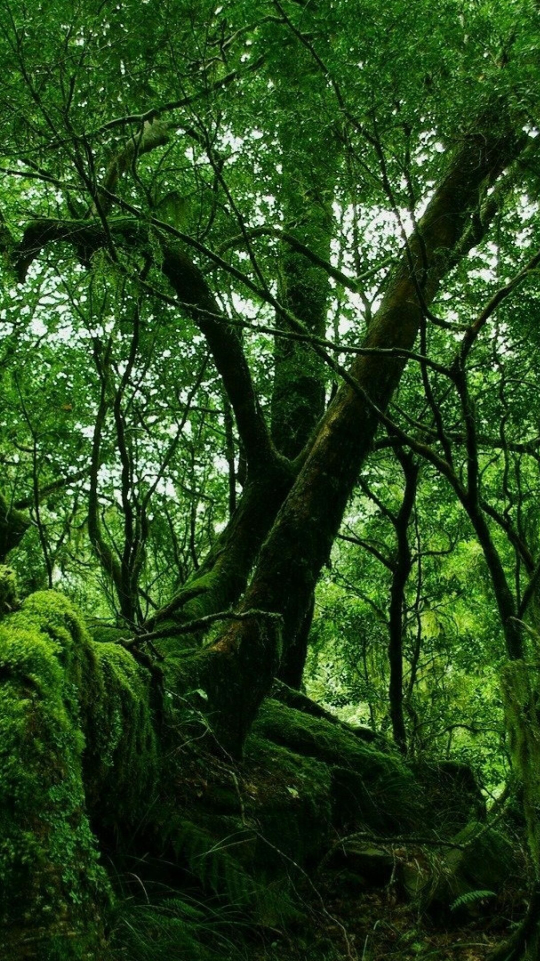 Rainforest paradise, Nature's oasis, Wallpaper image, Serene landscapes, 1080x1920 Full HD Phone