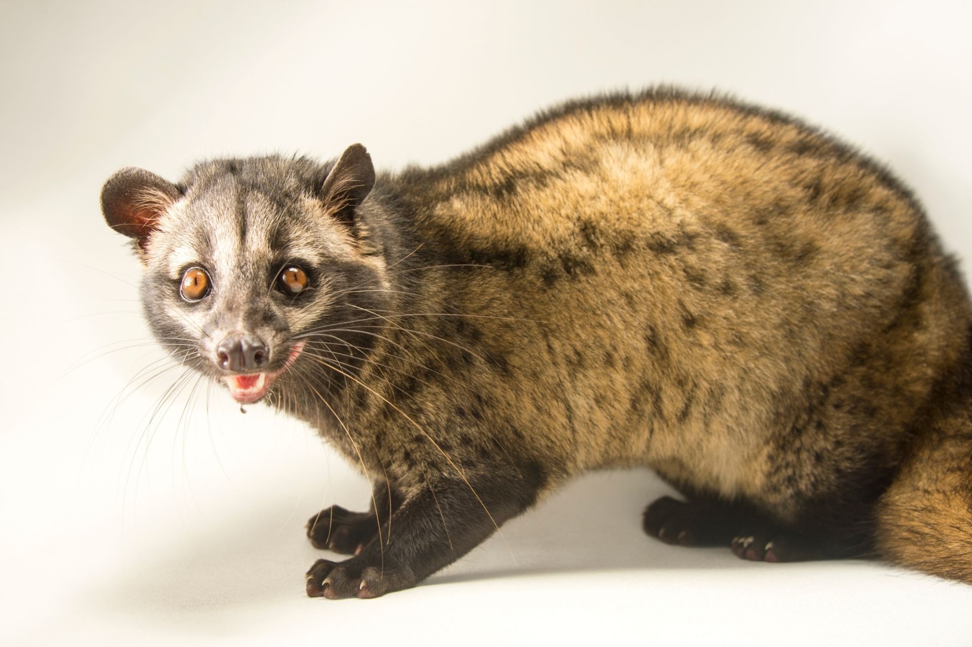 Common palm civet, Assam State Zoo, 1920x1280 HD Desktop