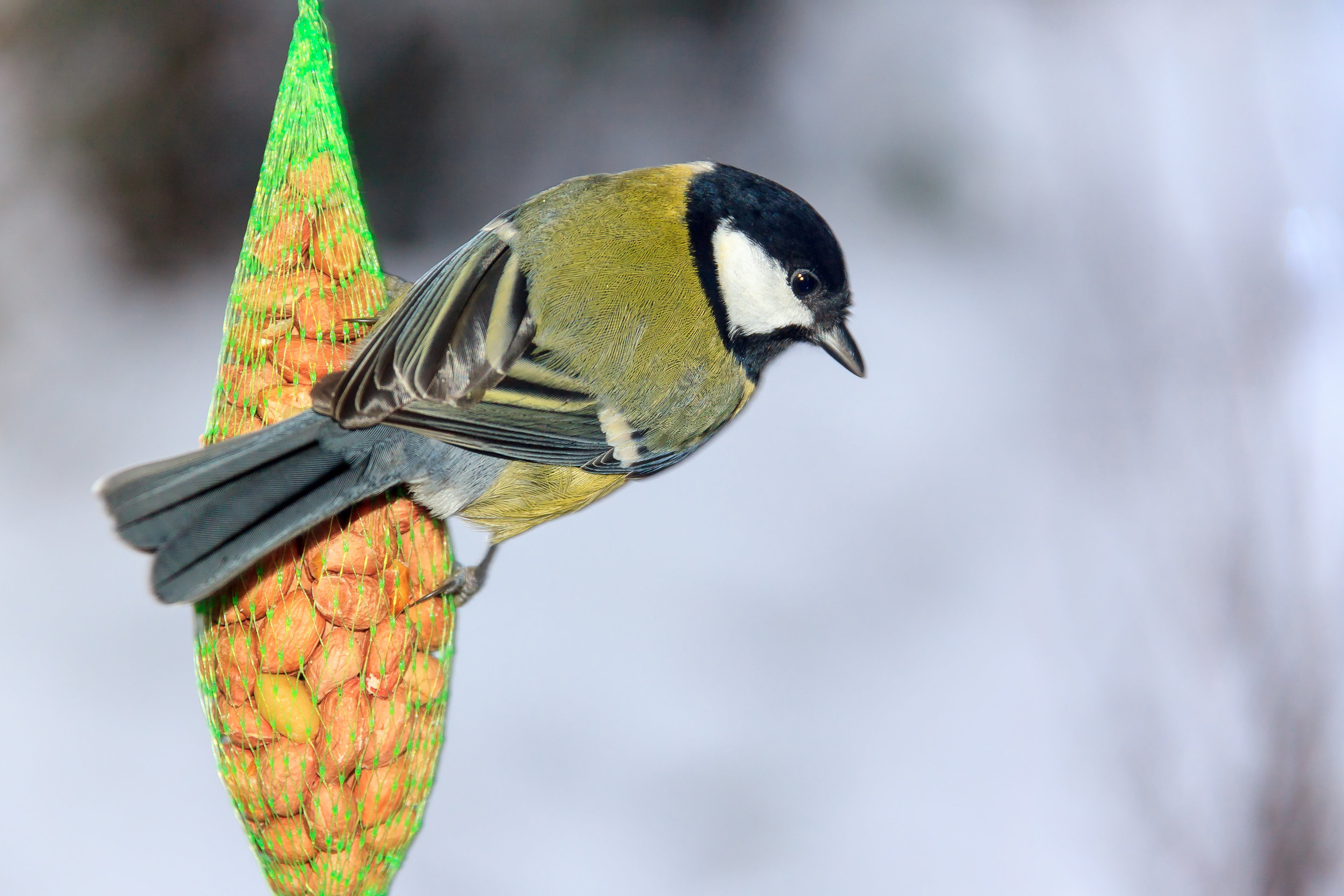 Evolution and Birdfeeders, Great Tits' Beak Adaptation, Feeder Accessory, Feed Preference, 2880x1920 HD Desktop