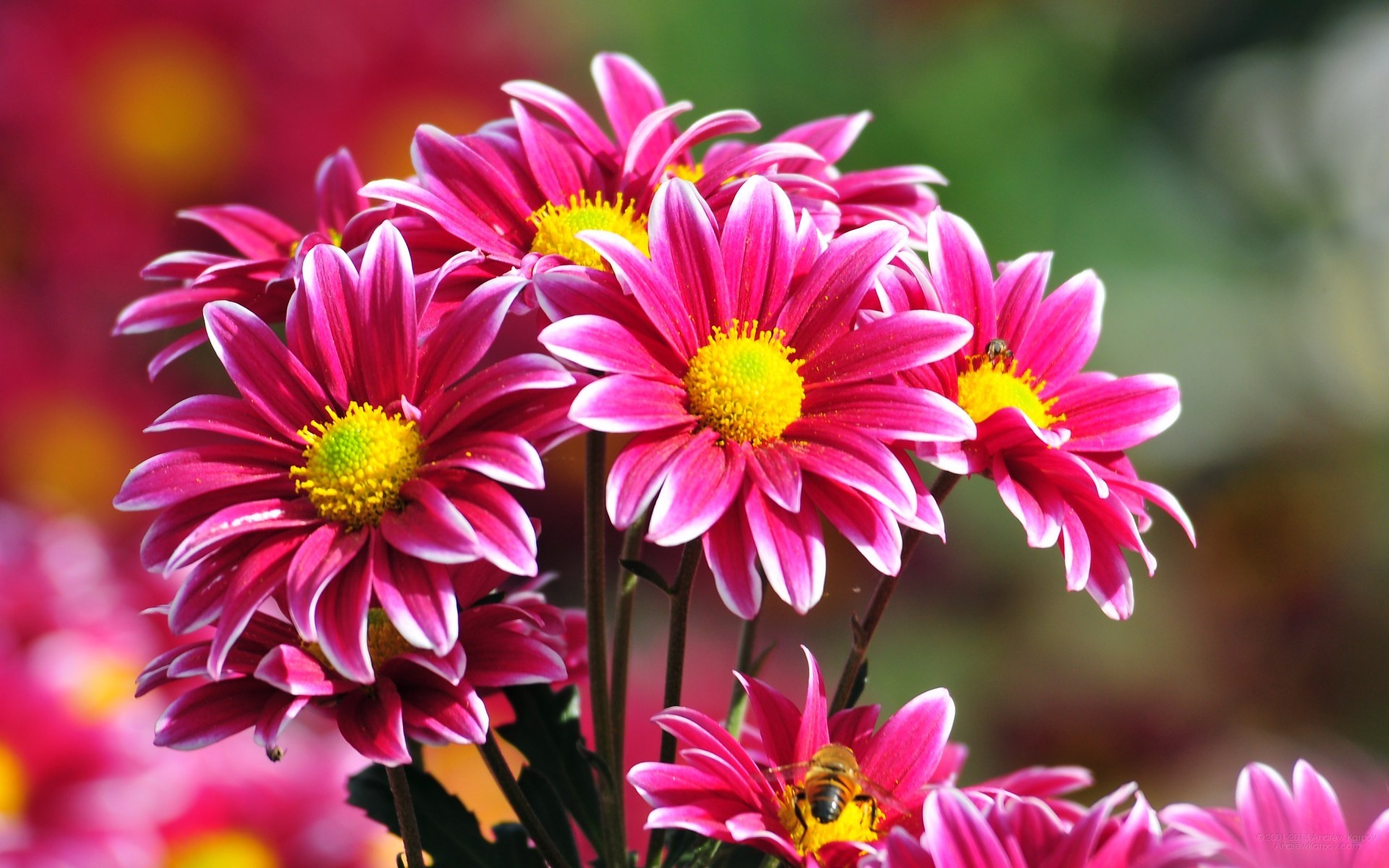 magenta white-edged chrysanthemums, pollinating honeybee, blooming spring garden, HD Desktop wallpaper