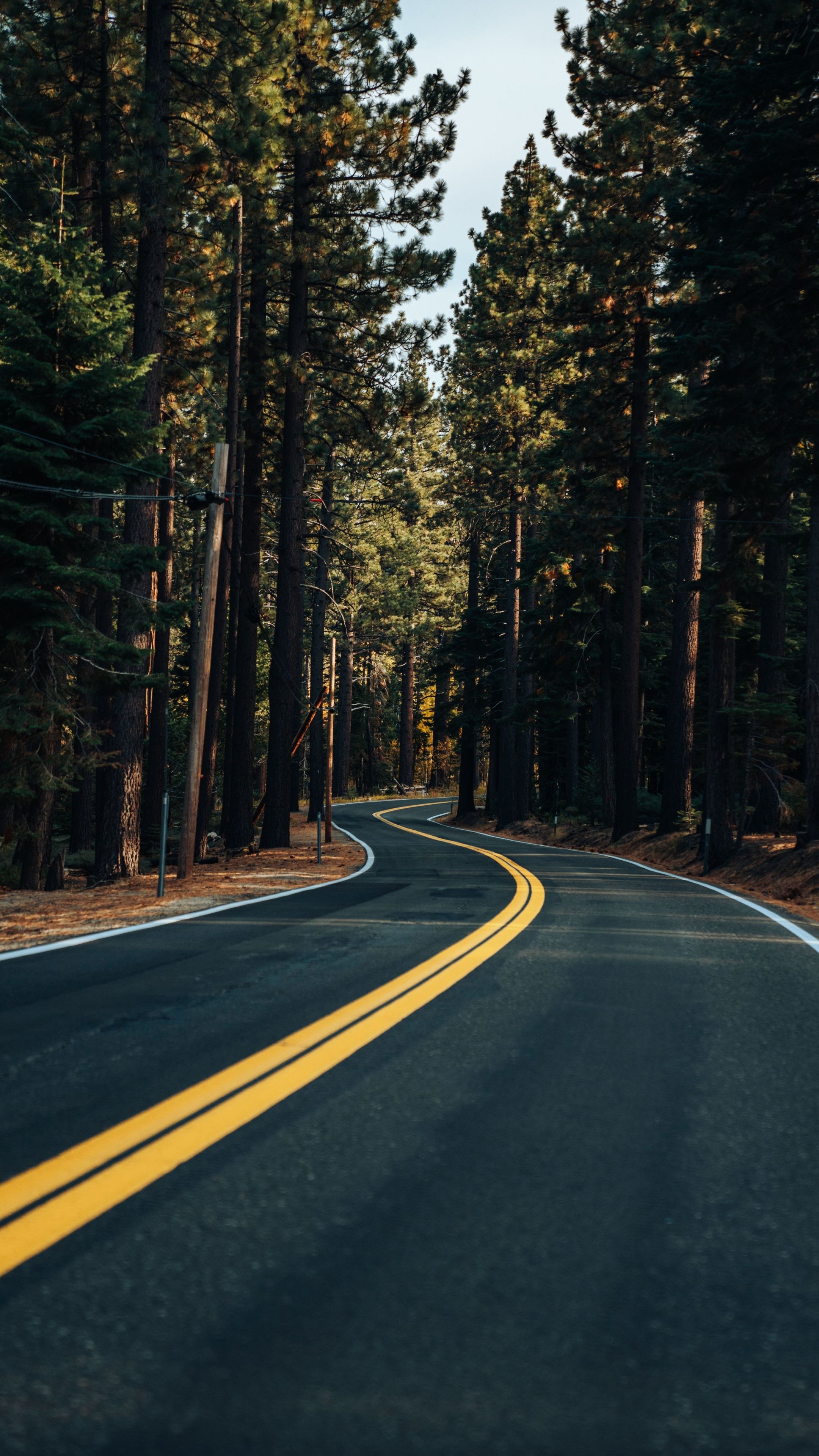 Forest trees, Highway Wallpaper, 2160x3840 4K Phone