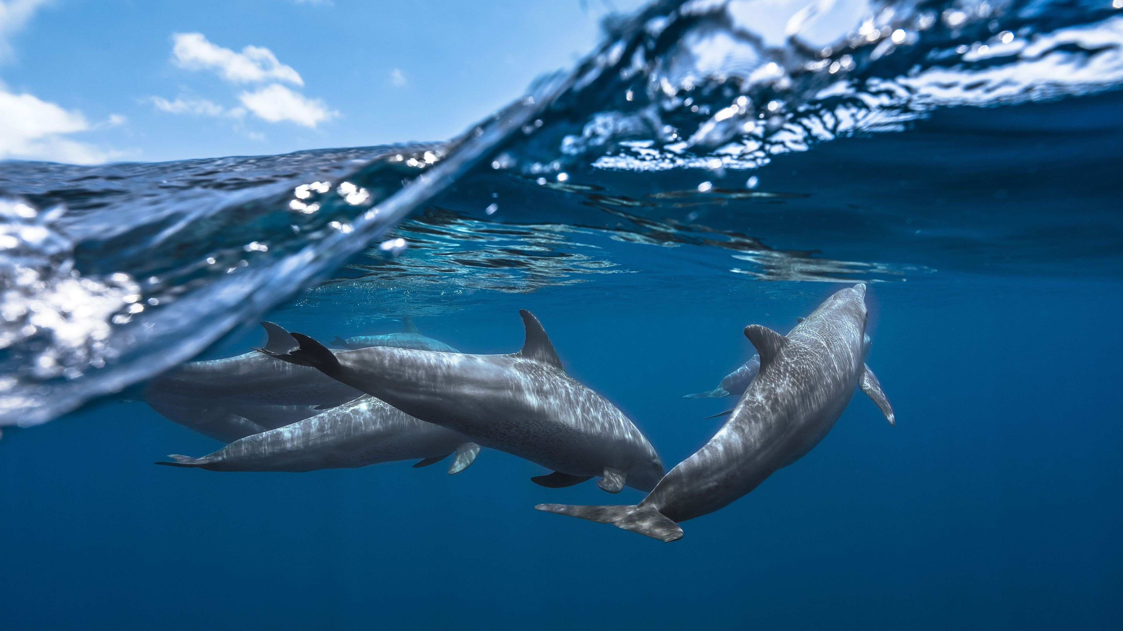 Sea Animals