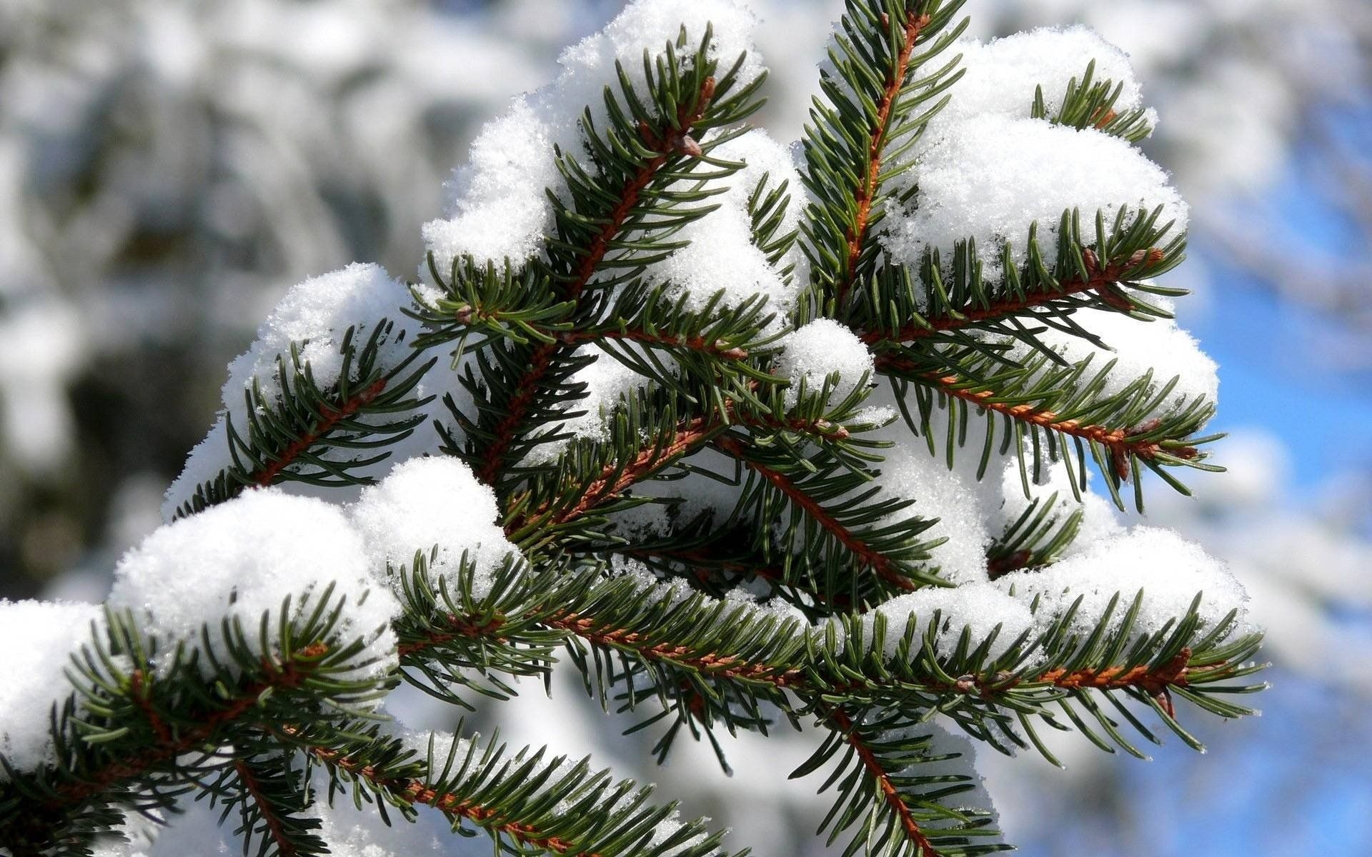 Picturesque spruce tree, Nature's beauty, Tranquil forest, Desktop wallpaper, 1920x1200 HD Desktop