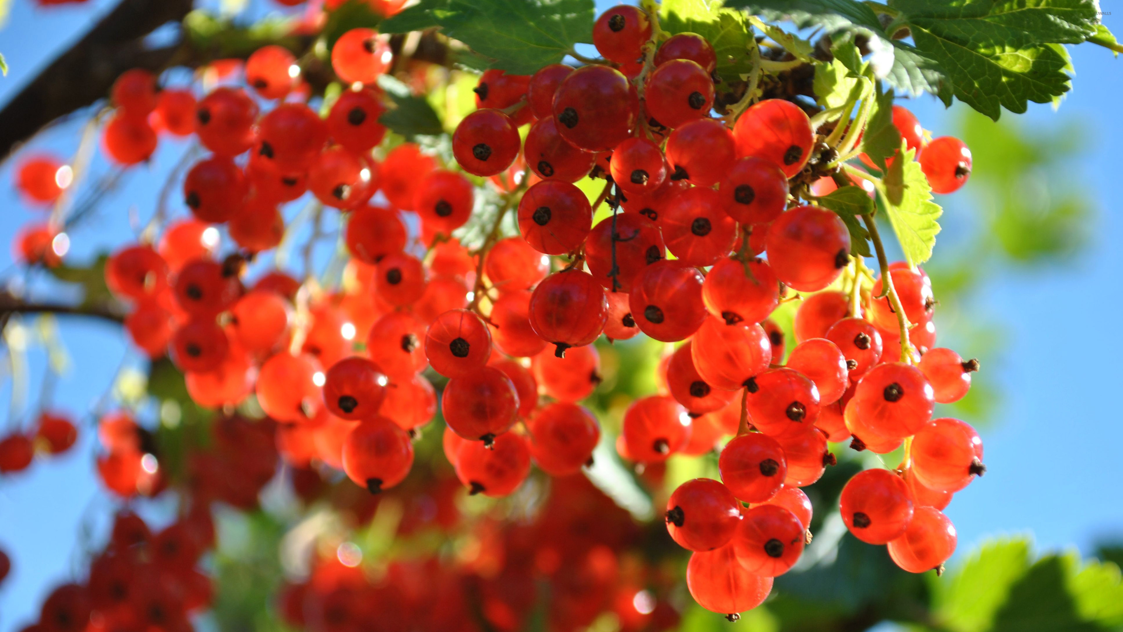 Red gooseberries, Wallpaper photography, 3840x2160 4K Desktop
