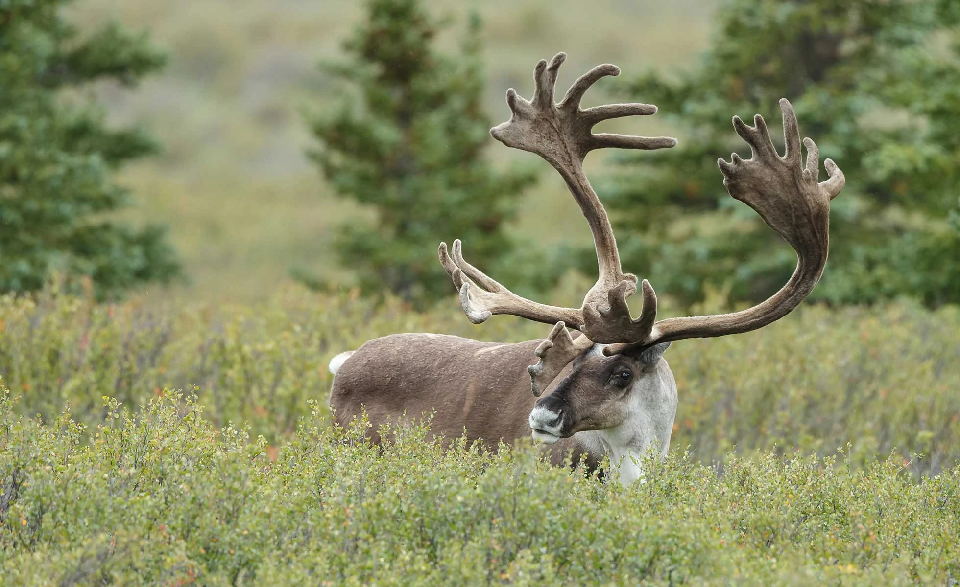 Caribou nature rules, Fandom wiki, Enthusiast community, Nature lovers, 1960x1200 HD Desktop