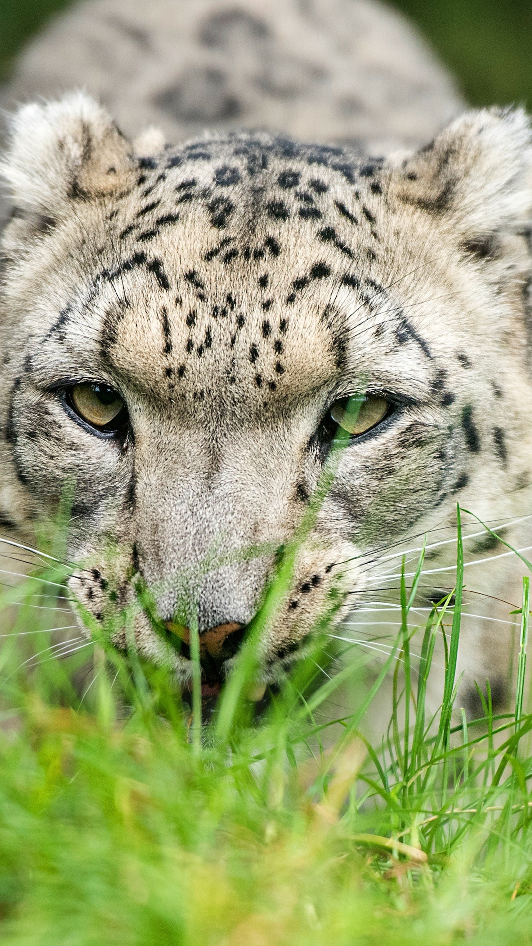 Snow leopard glance 4k, Sony xperia x, Z5 premium hd, 2160x3840 4K Phone