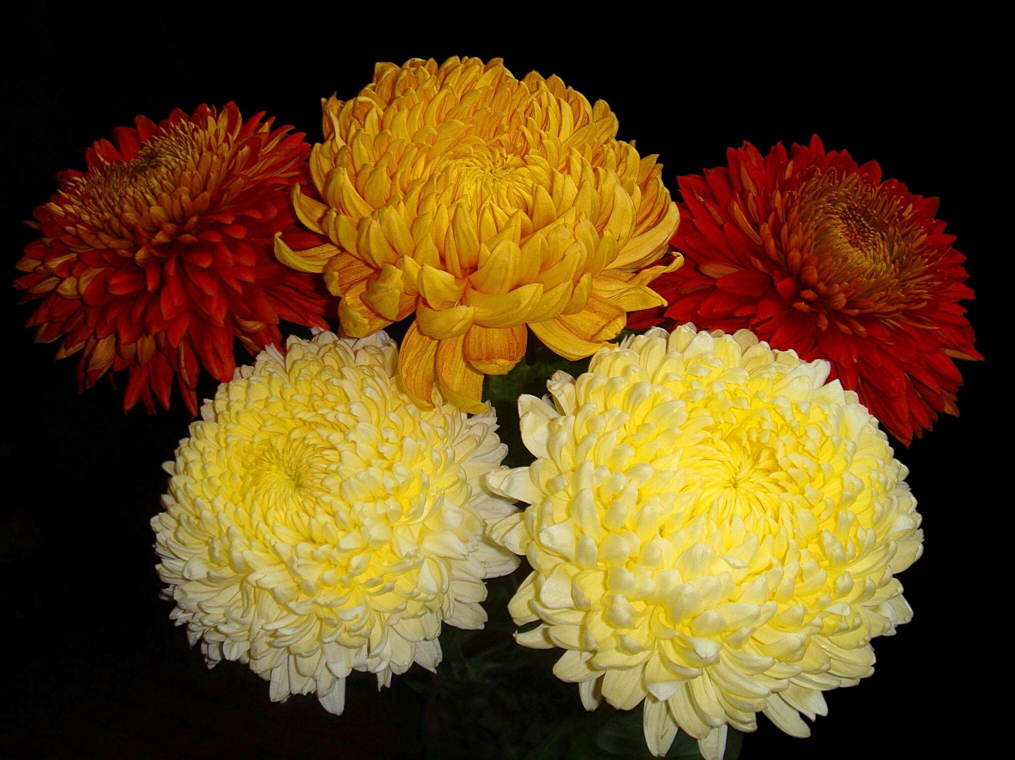 Gorgeous chrysanthemums, Free nature wallpapers, Cool chrysanthemum image, Stunning floral backdrop, 2030x1520 HD Desktop