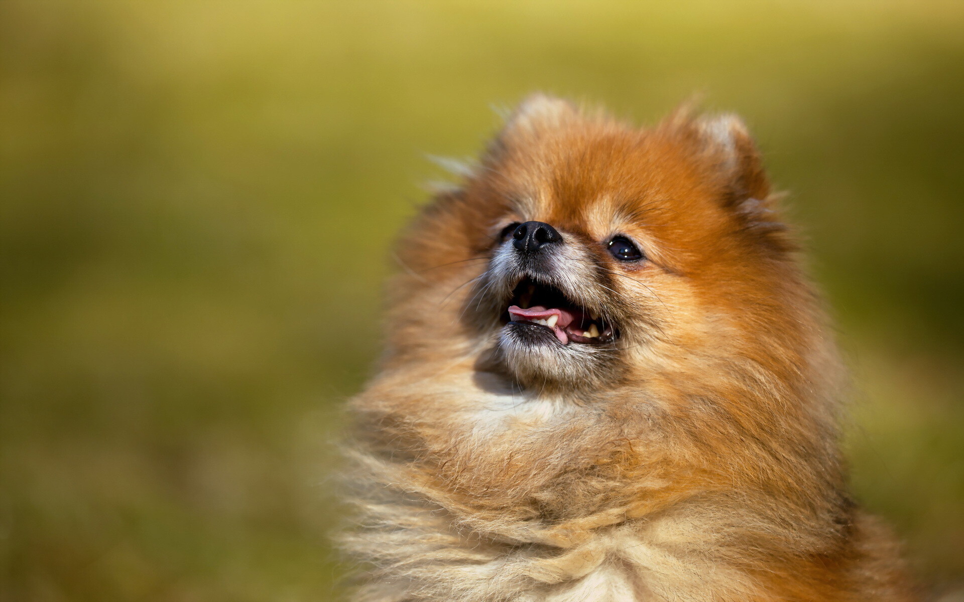 Pomeranian, Stunning HD wallpapers, Attractive animal photography, Background images, 1920x1200 HD Desktop